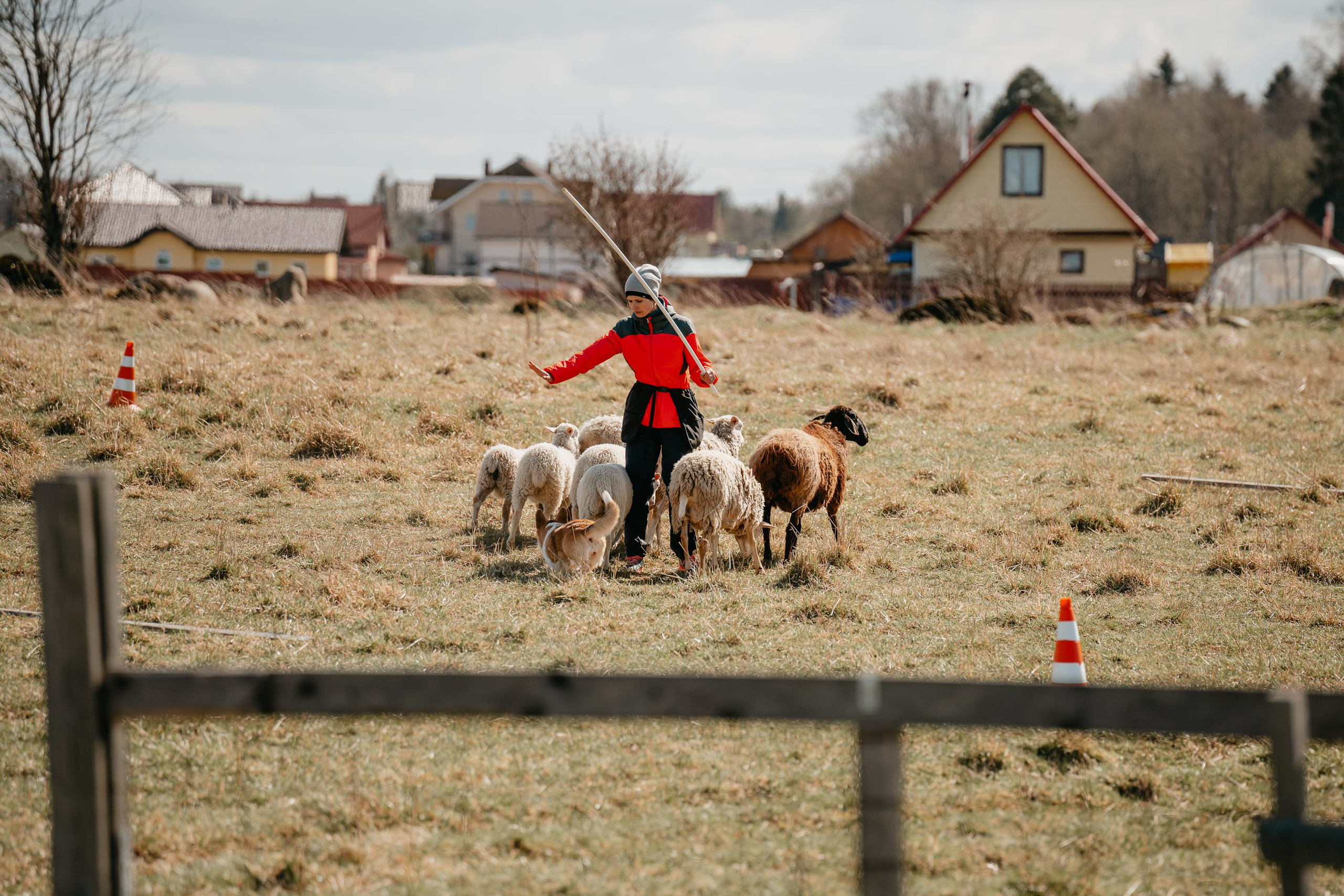 Пастушья служба. Фотограф анималист Осипчикова Мария