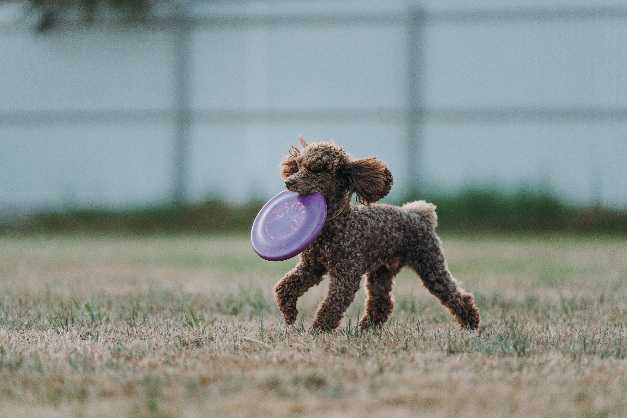 Фрисби игры UpDog. Фотограф анималист Осипчикова Мария