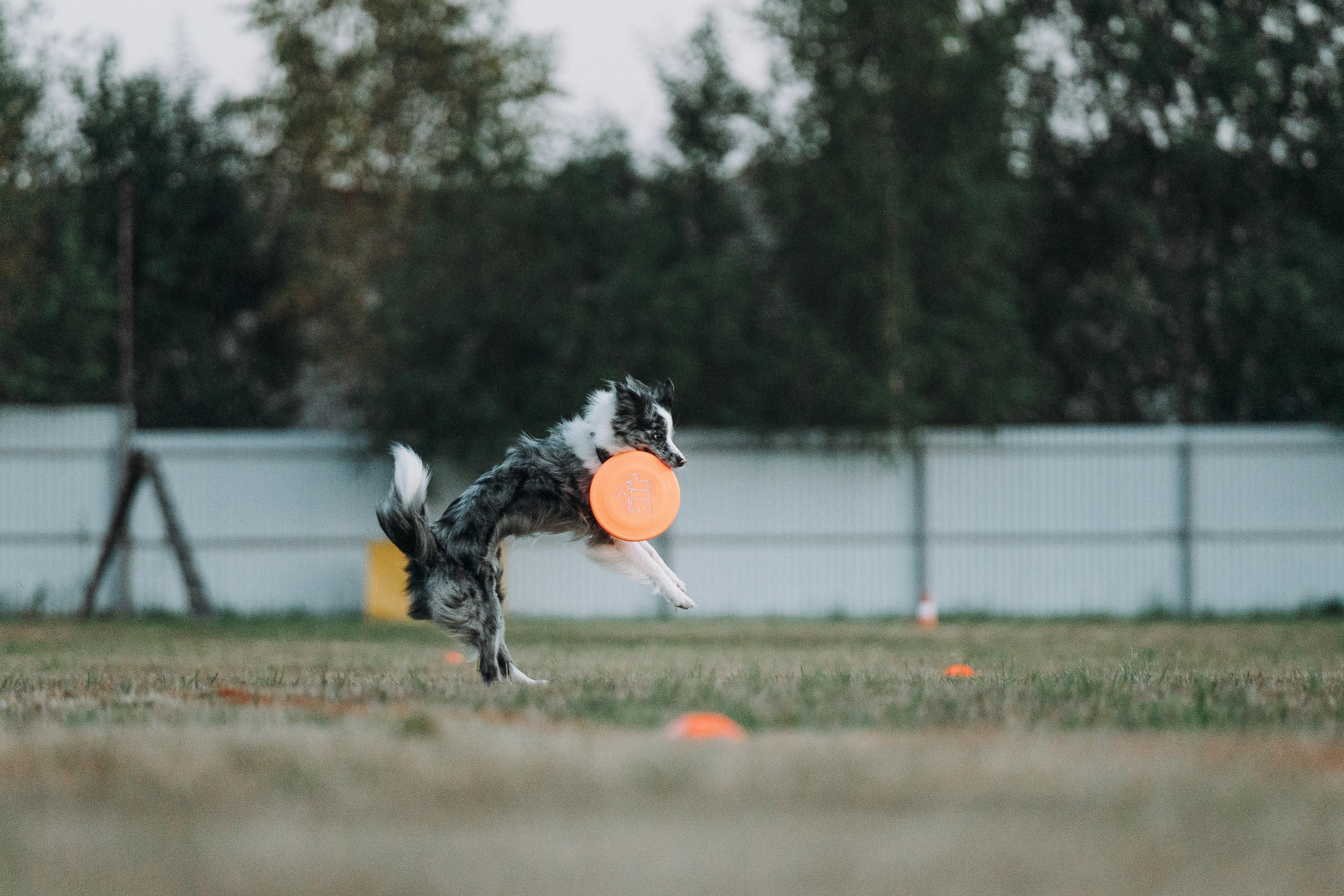 Фрисби игры UpDog. Фотограф анималист Осипчикова Мария