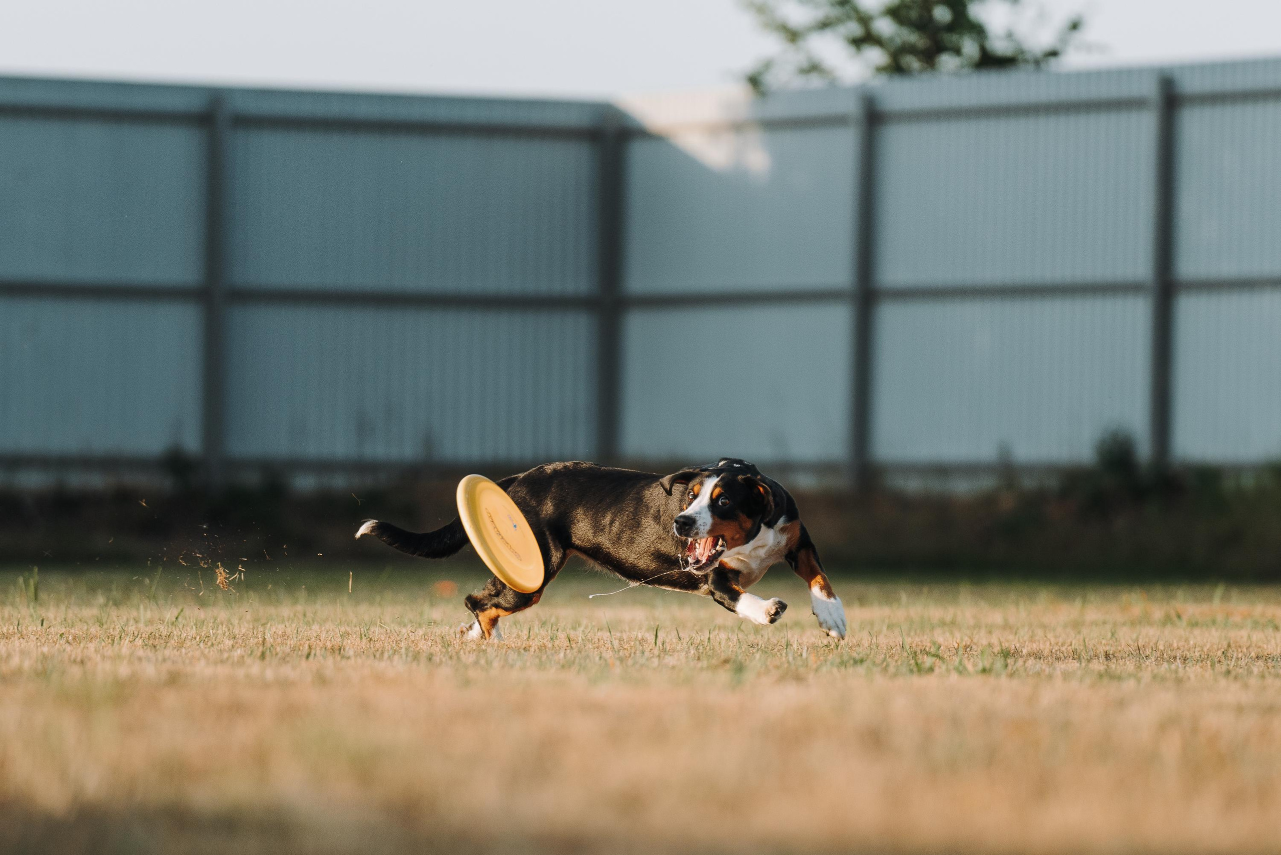 Фрисби игры UpDog. Фотограф анималист Осипчикова Мария