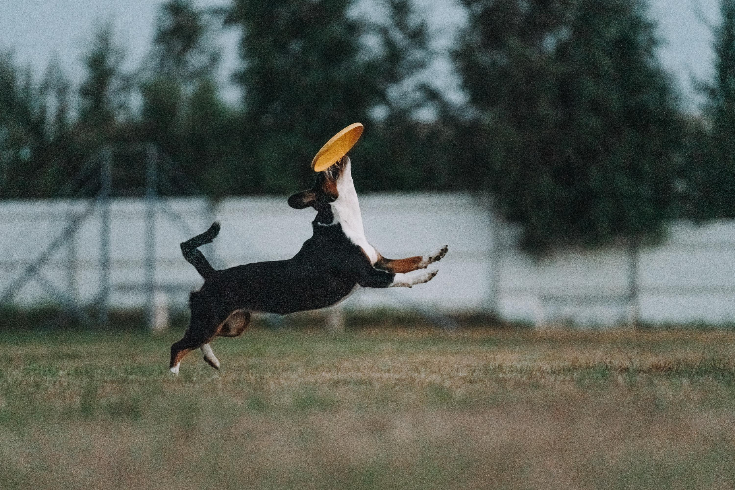 Фрисби игры UpDog. Фотограф анималист Осипчикова Мария