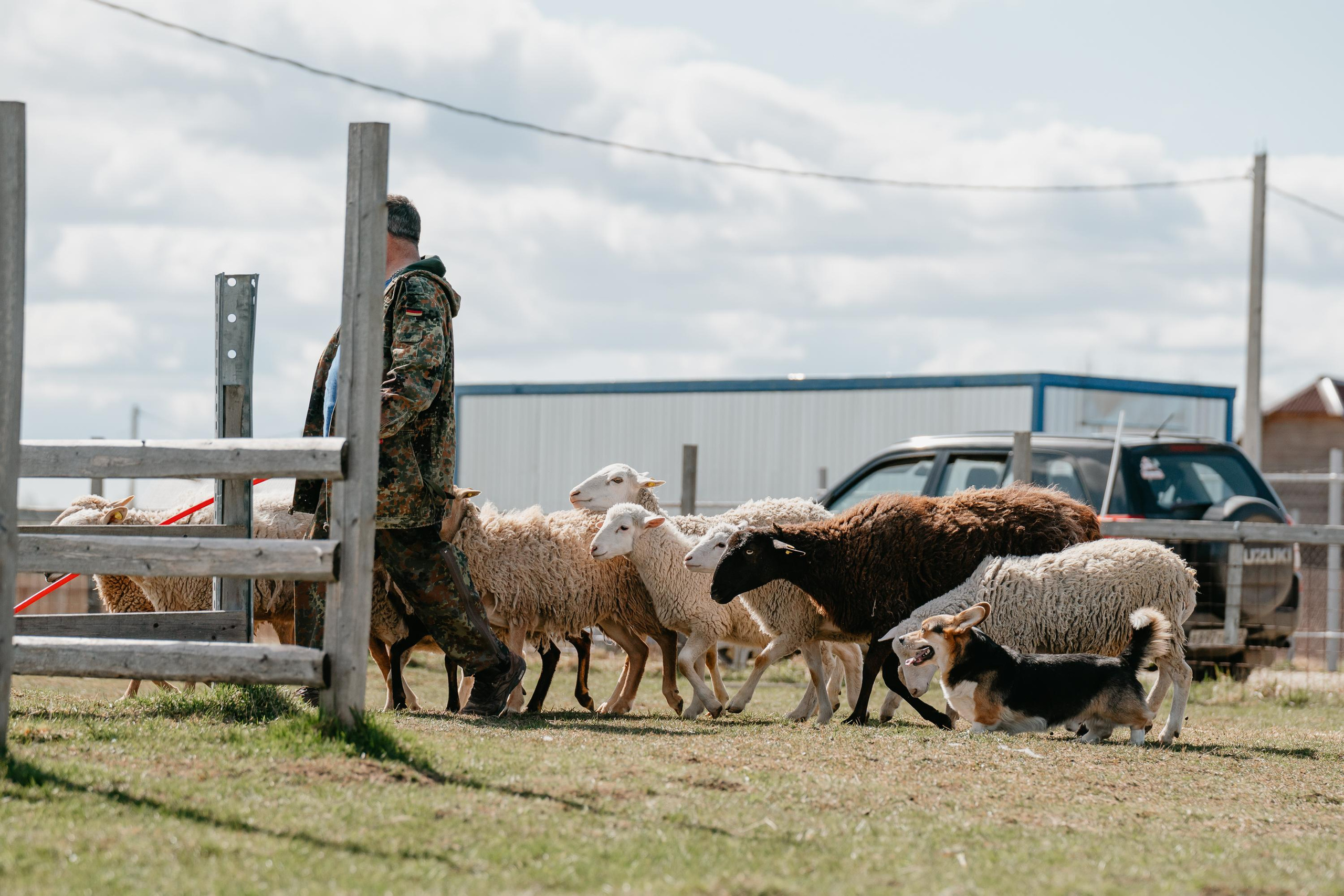 Пастушья служба. Фотограф анималист Осипчикова Мария