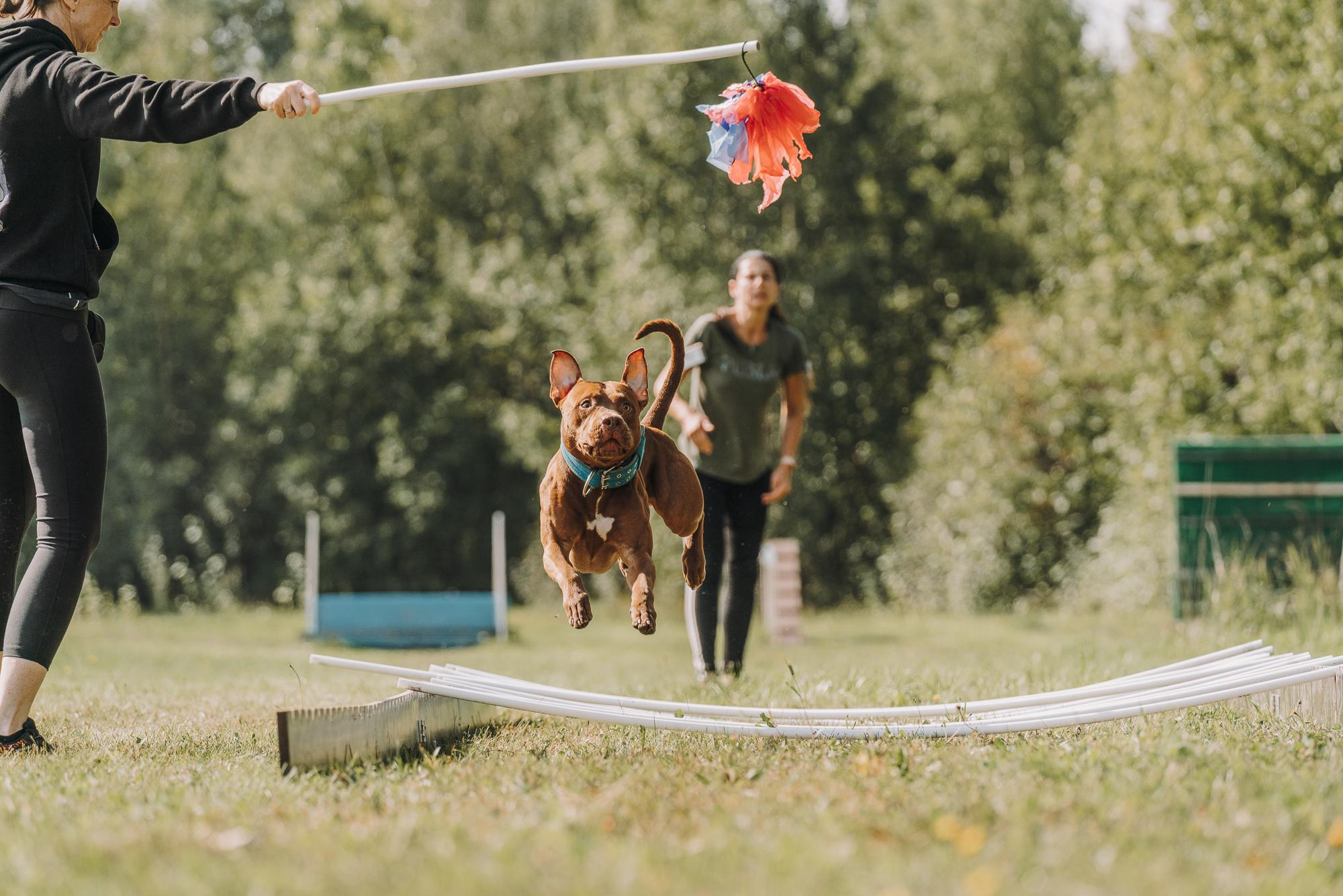 День пита и стаффа. Фотограф анималист Осипчикова Мария