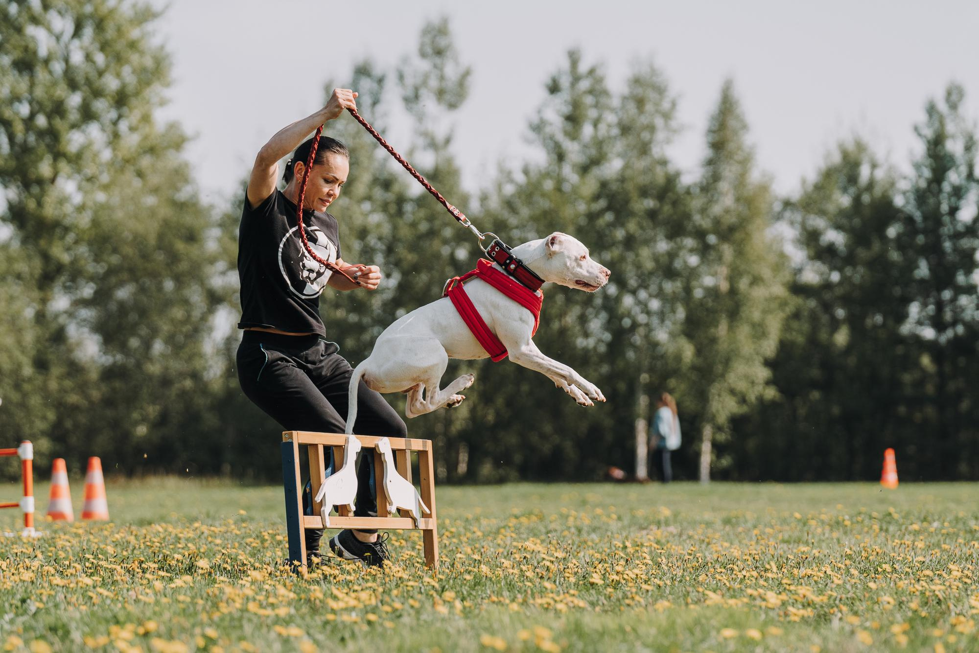 День пита и стаффа. Фотограф анималист Осипчикова Мария