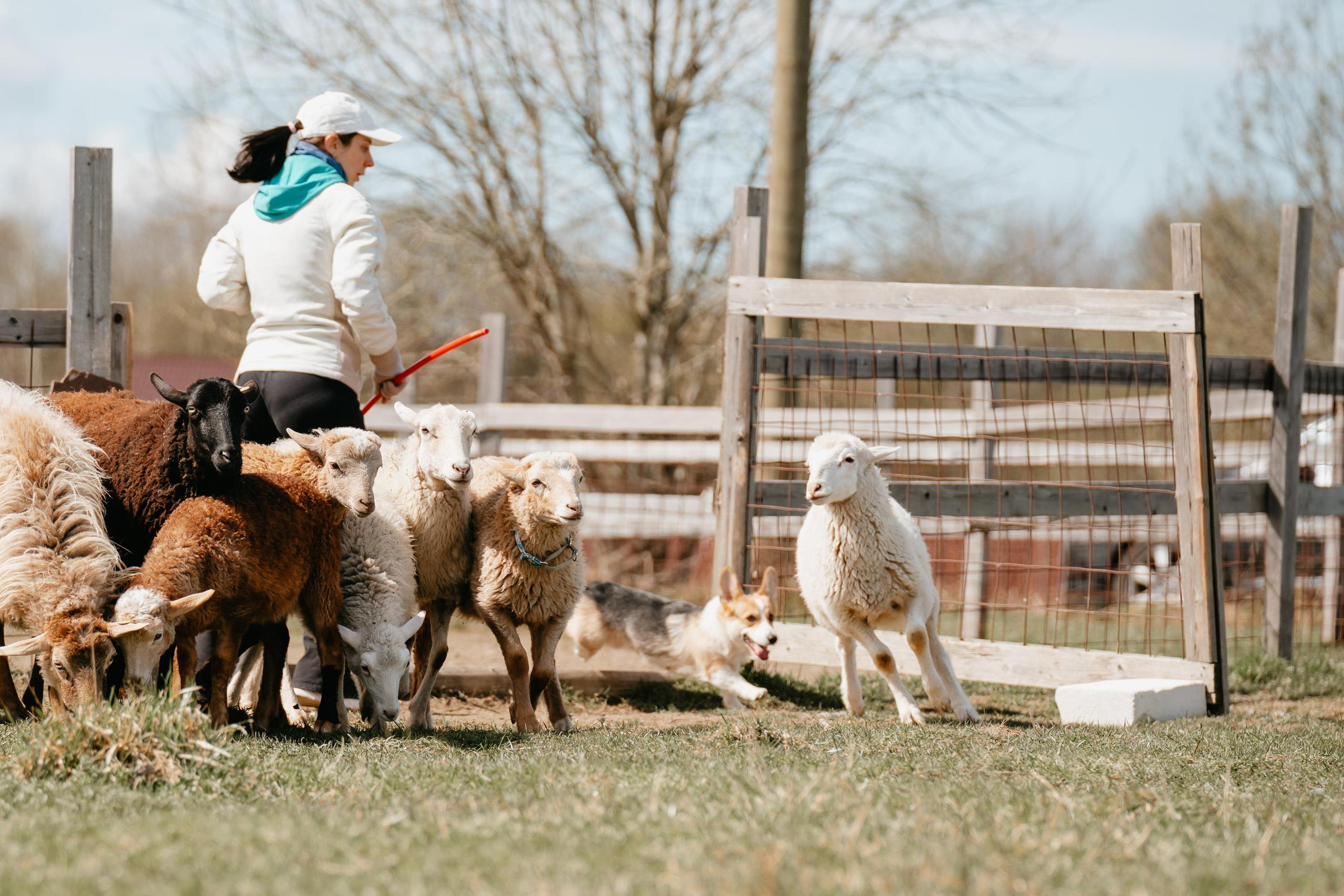 Пастушья служба. Фотограф анималист Осипчикова Мария