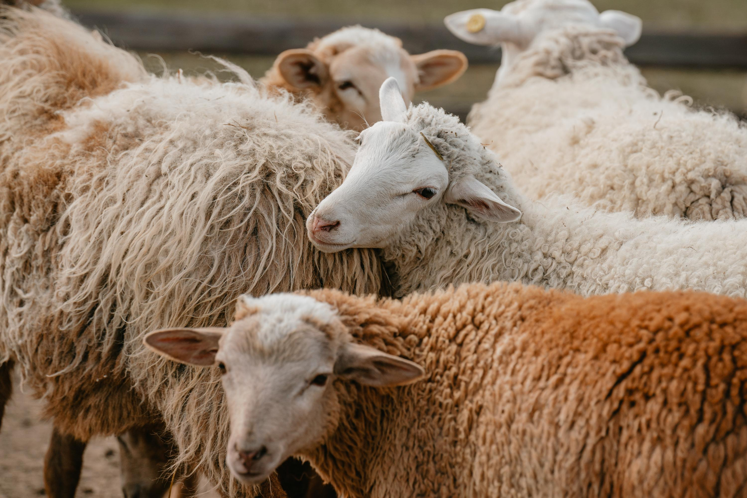 Пастушья служба. Фотограф анималист Осипчикова Мария