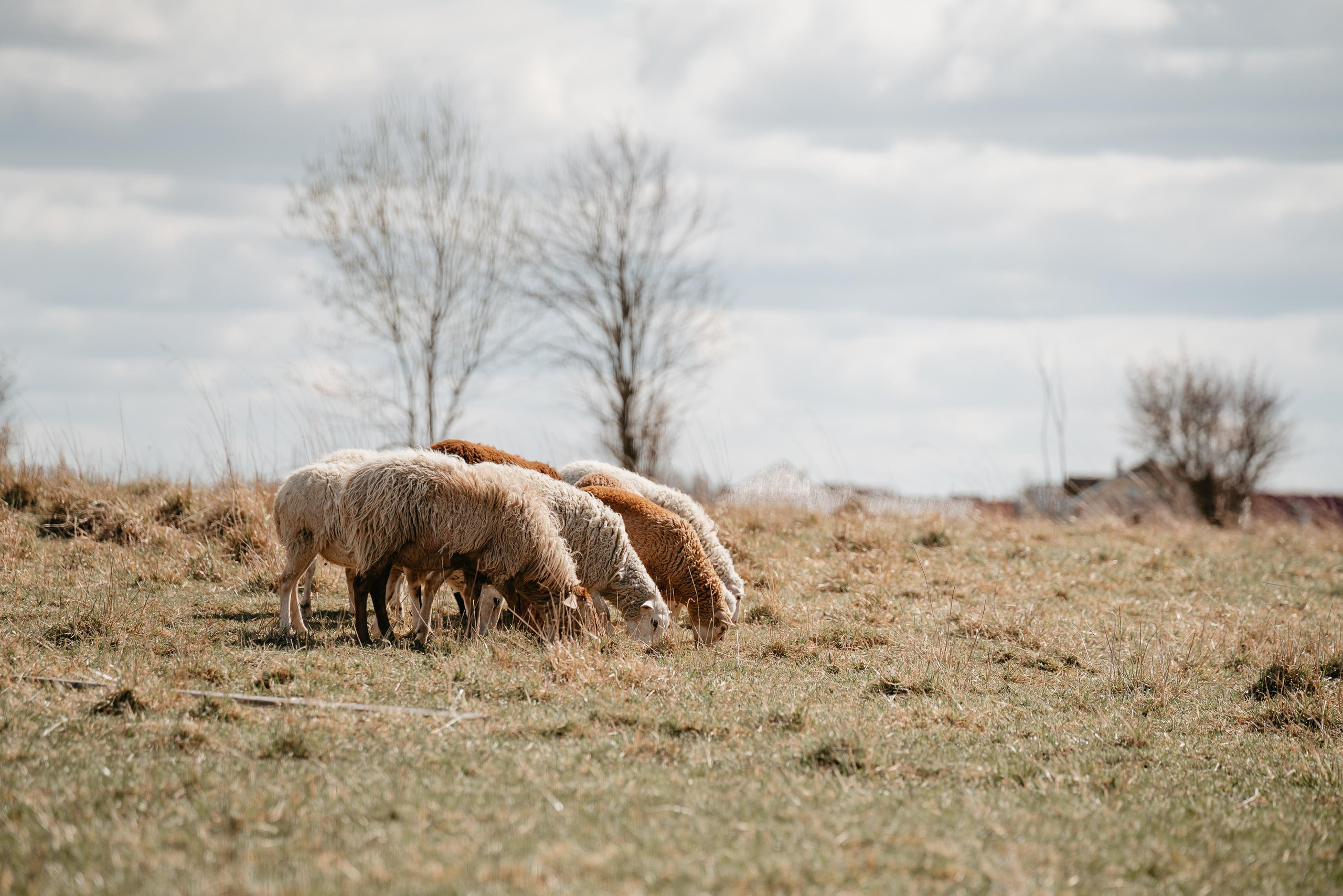 Пастушья служба. Фотограф анималист Осипчикова Мария