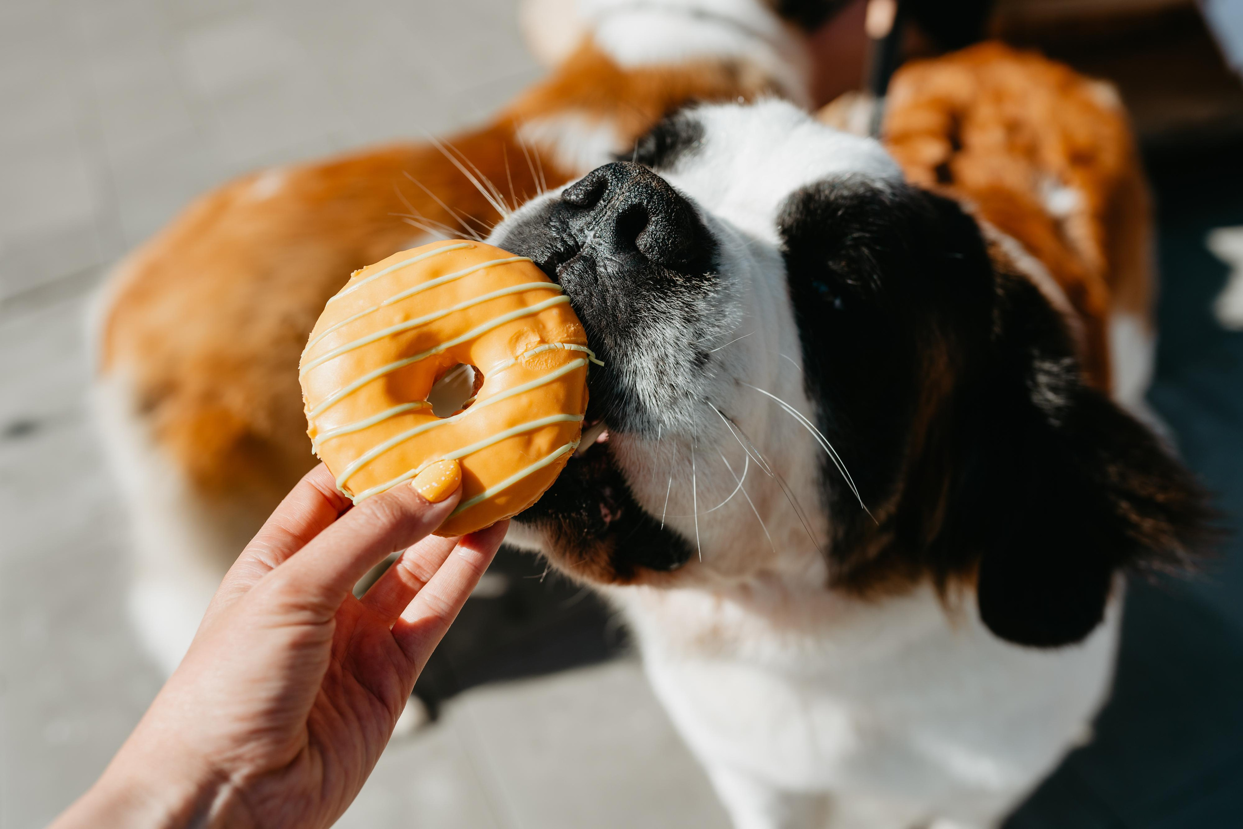Оля, Молли и Эмми. Фотограф анималист Осипчикова Мария