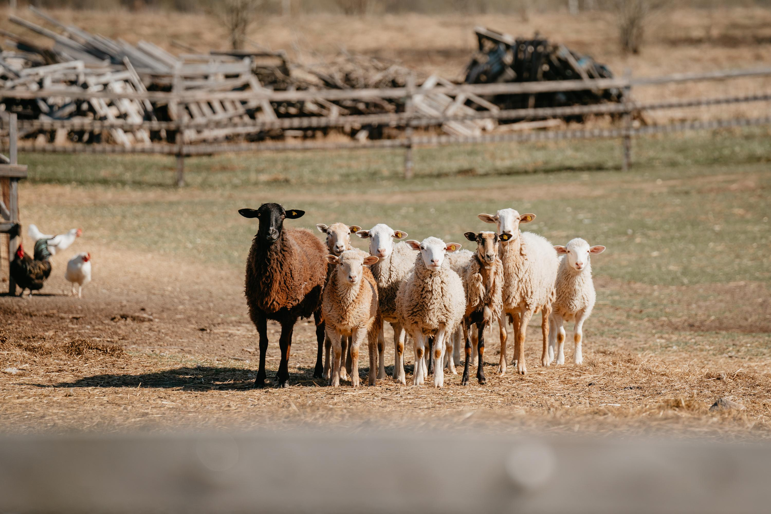 Пастушья служба. Фотограф анималист Осипчикова Мария