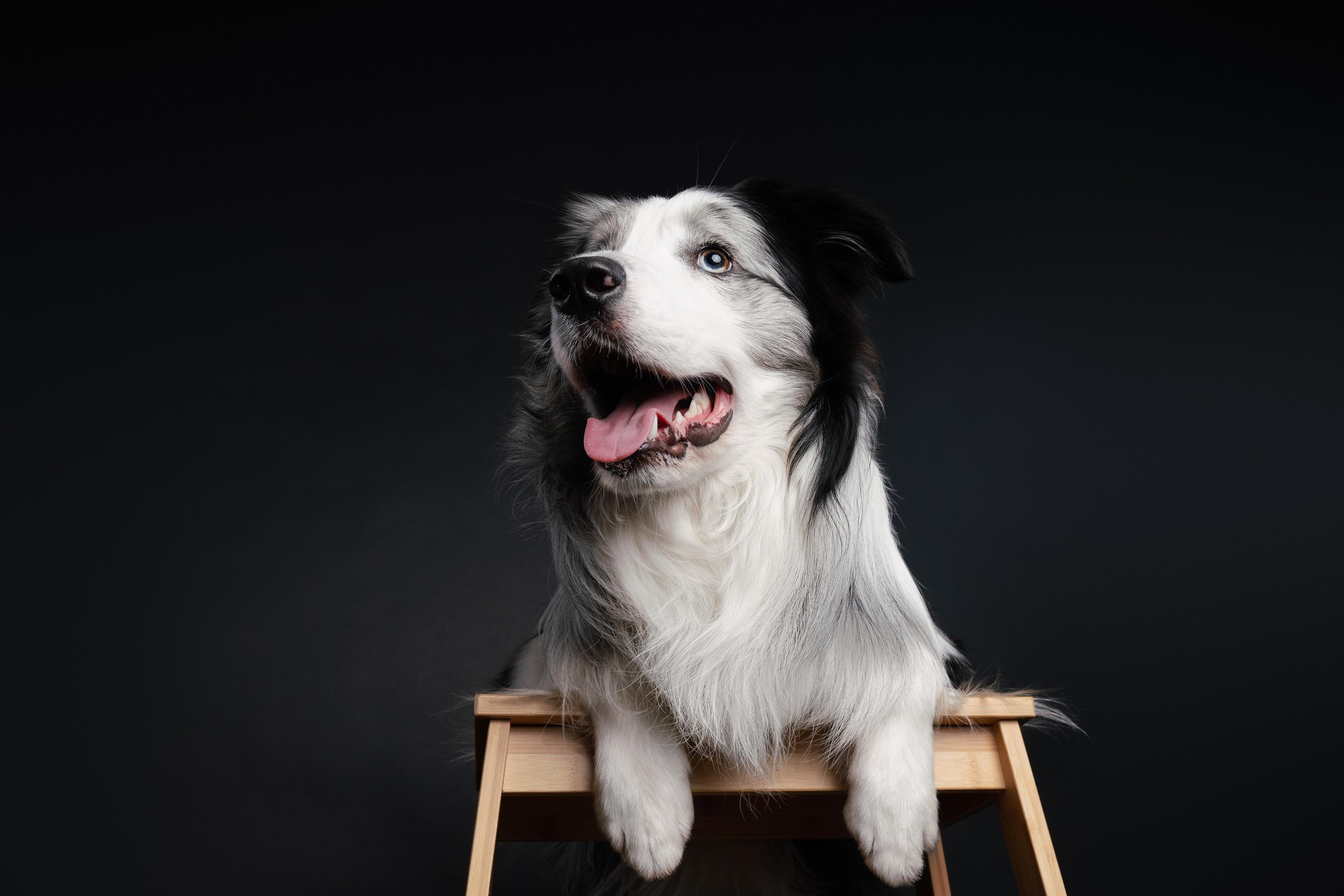 Аня и Гуччи. Фотограф анималист Осипчикова Мария