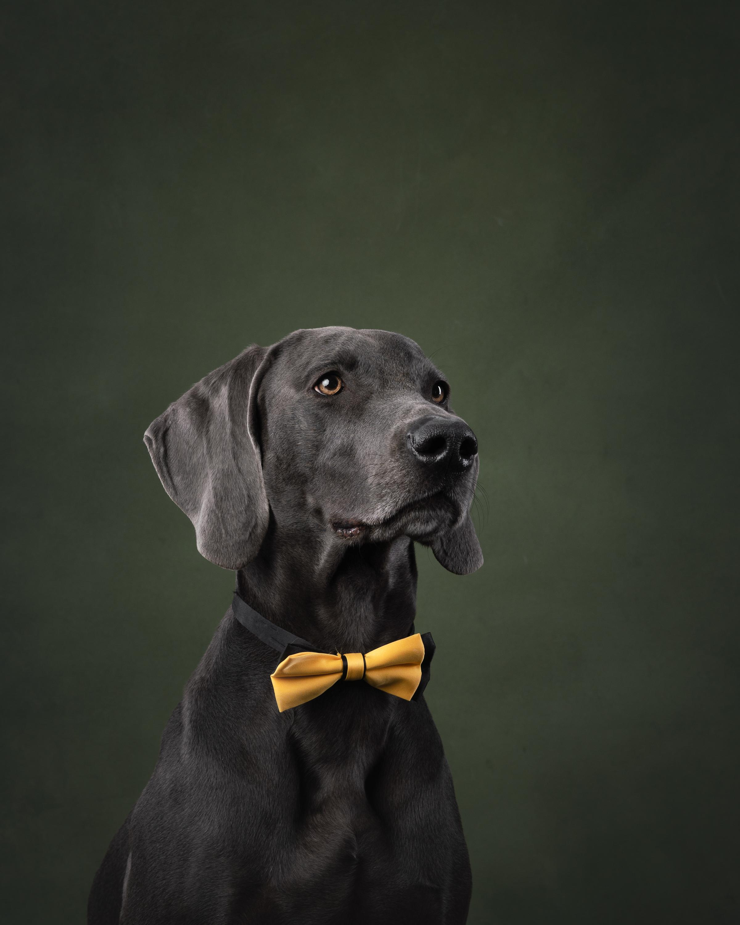 Веймаранер Рон. Фотограф анималист Осипчикова Мария