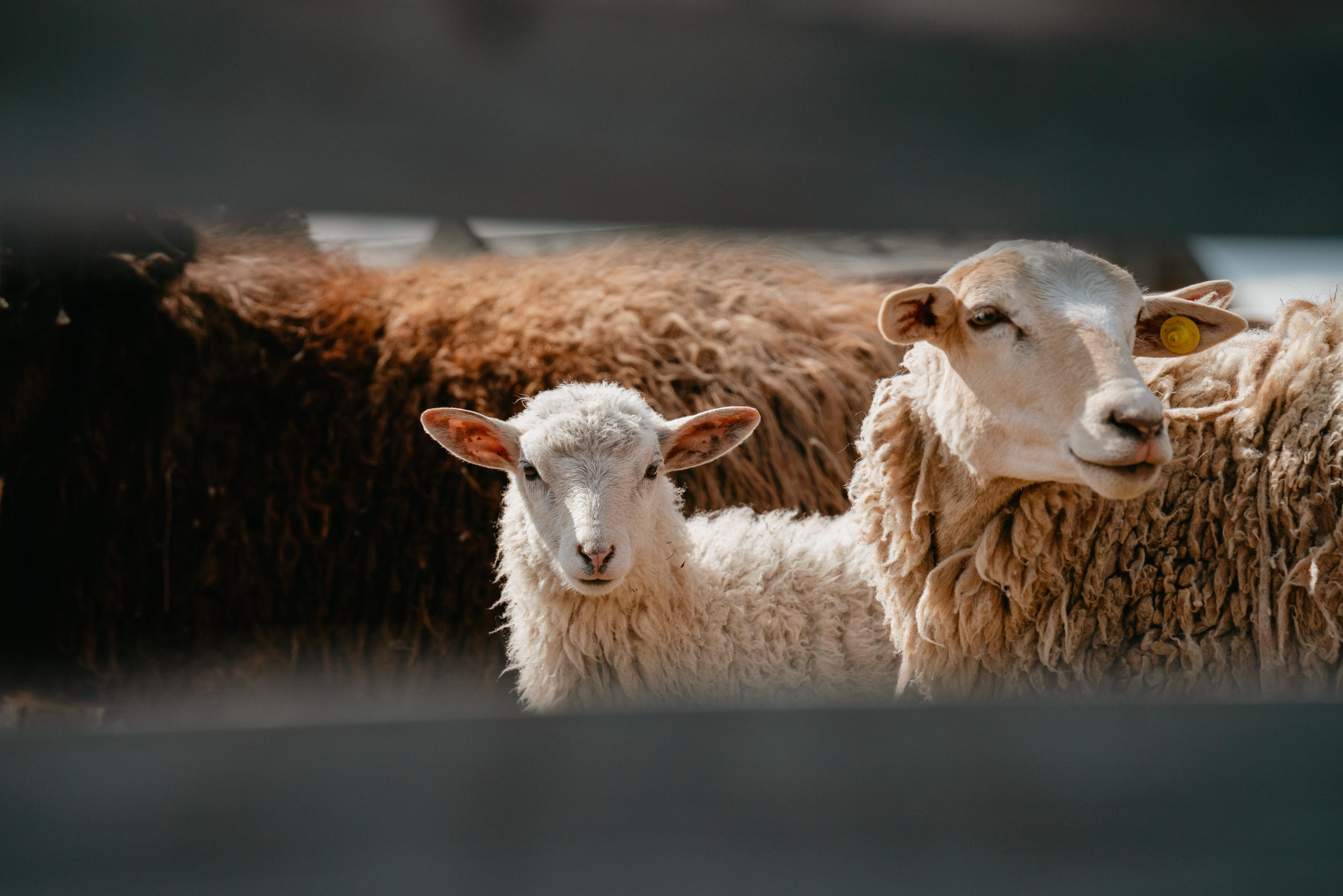 Пастушья служба. Фотограф анималист Осипчикова Мария