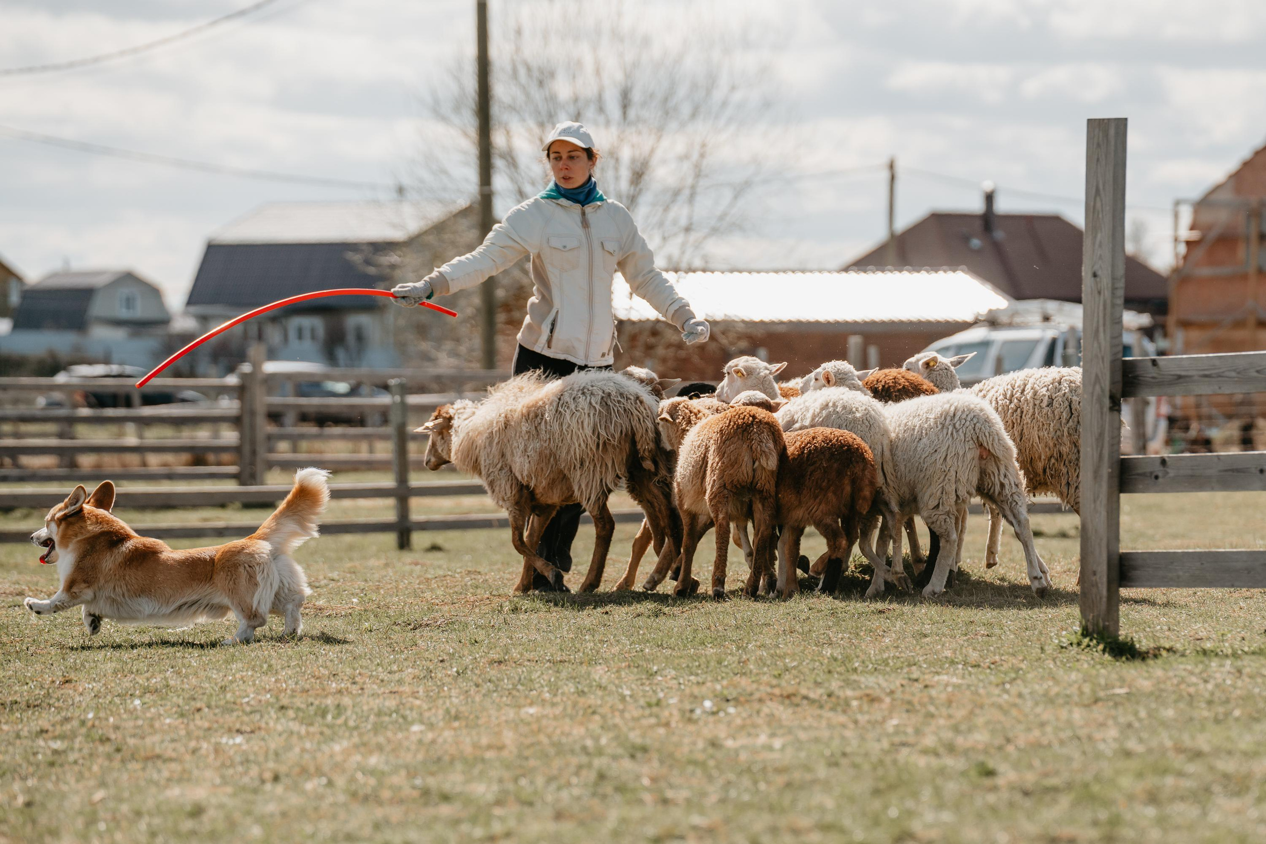 Пастушья служба. Фотограф анималист Осипчикова Мария