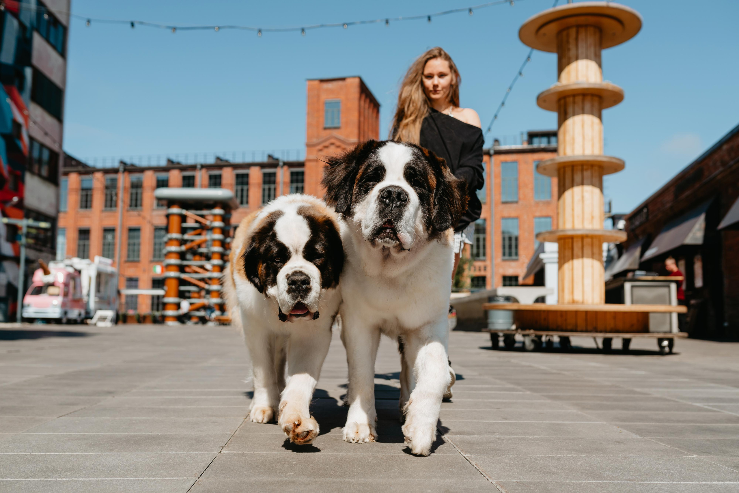 Оля, Молли и Эмми. Фотограф анималист Осипчикова Мария