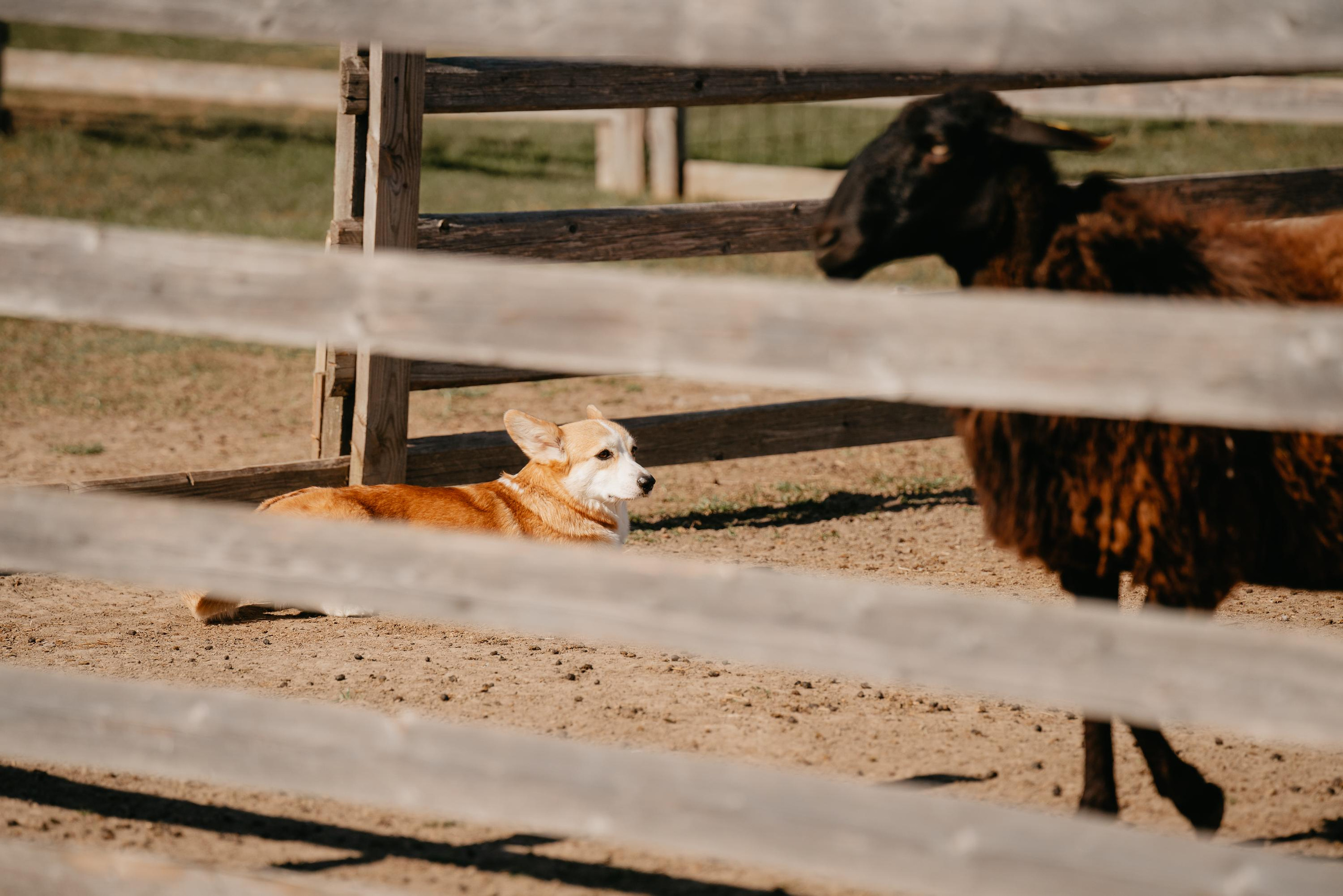 Пастушья служба. Фотограф анималист Осипчикова Мария
