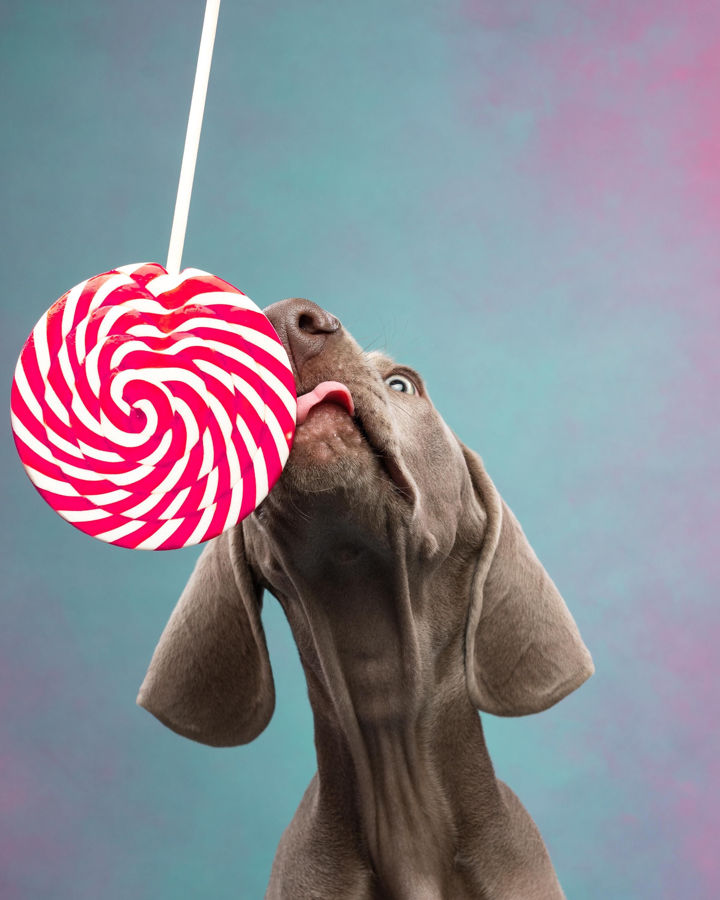 Веймаранер Эспен. Фотограф анималист Осипчикова Мария