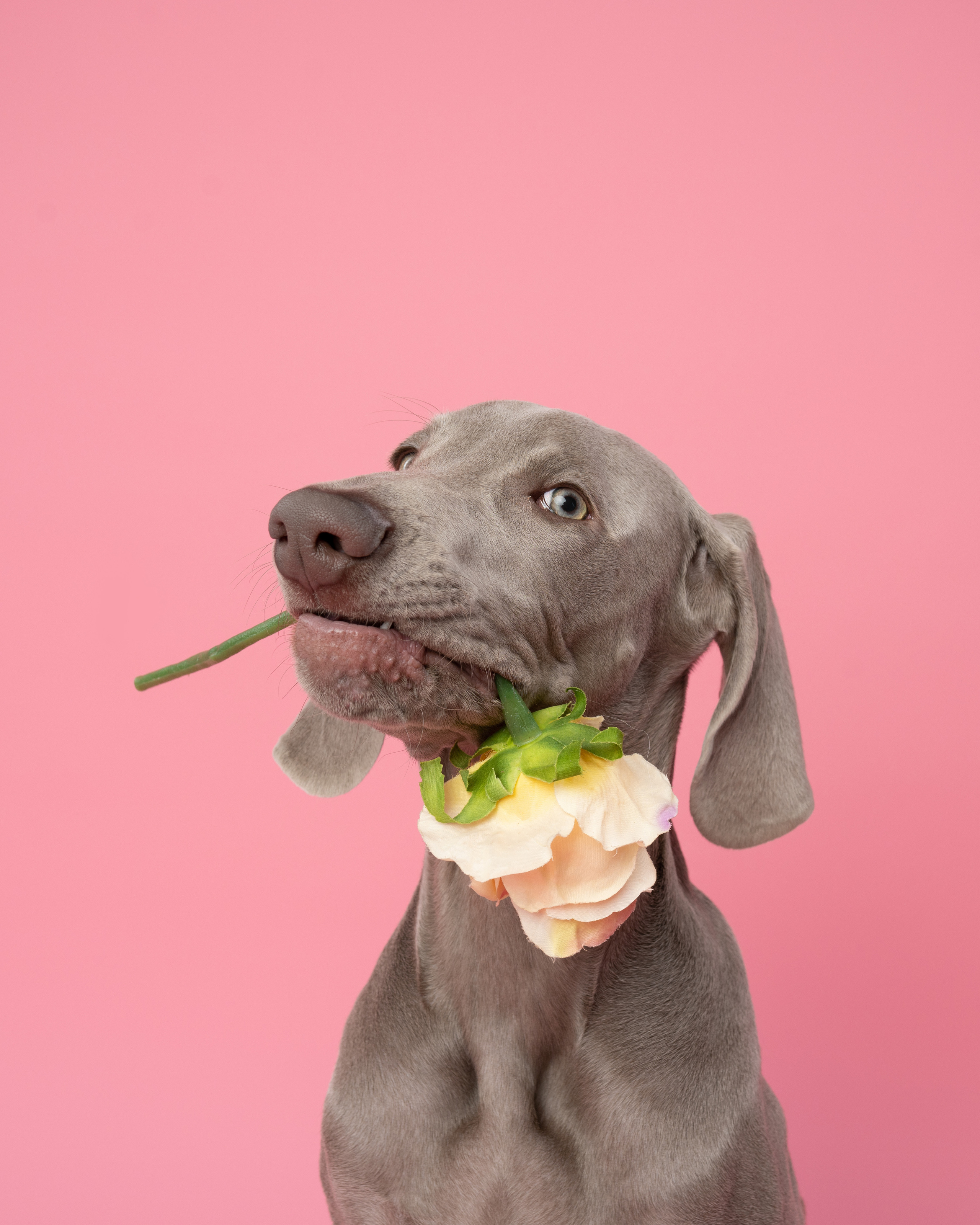 Веймаранер Элай. Фотограф анималист Осипчикова Мария