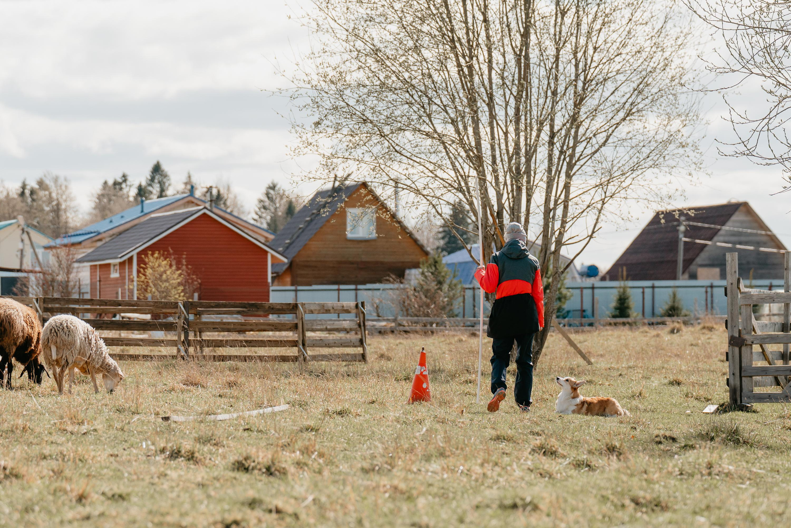 Пастушья служба. Фотограф анималист Осипчикова Мария
