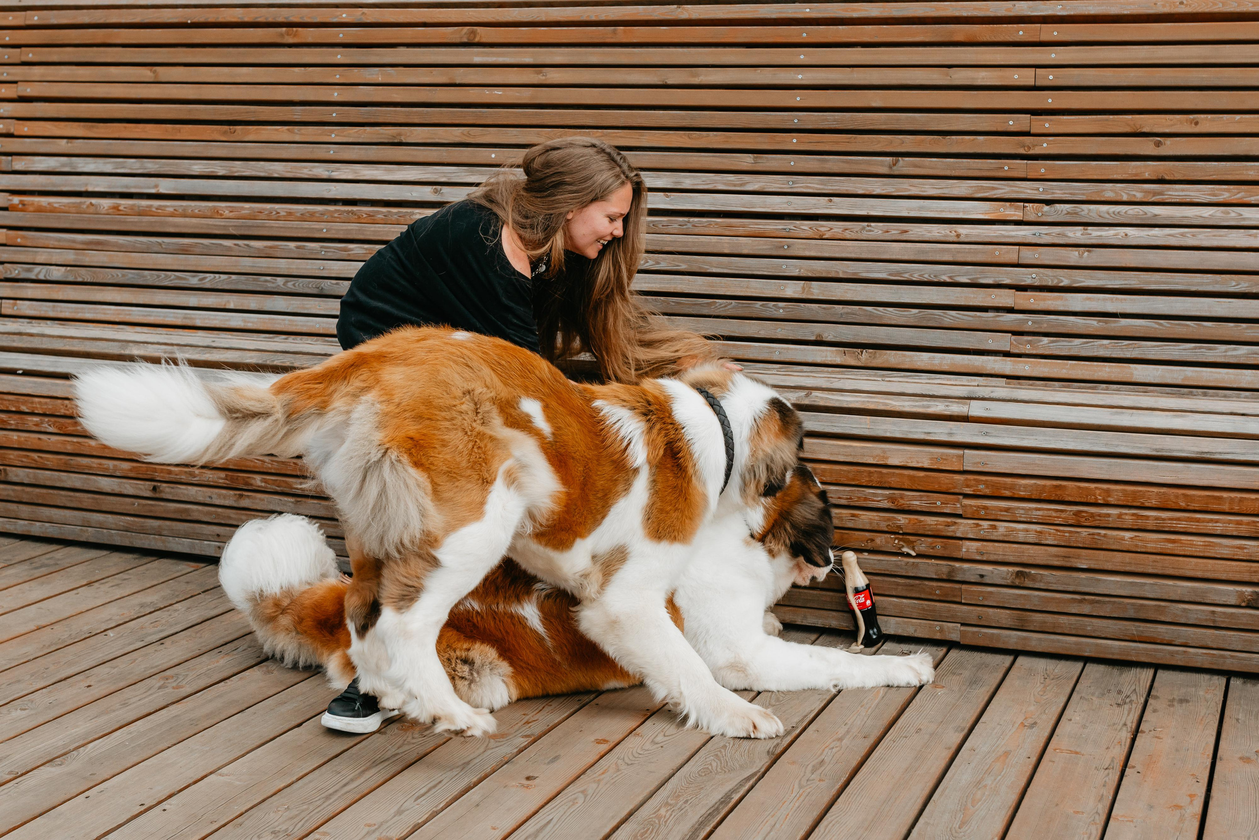 Оля, Молли и Эмми. Фотограф анималист Осипчикова Мария