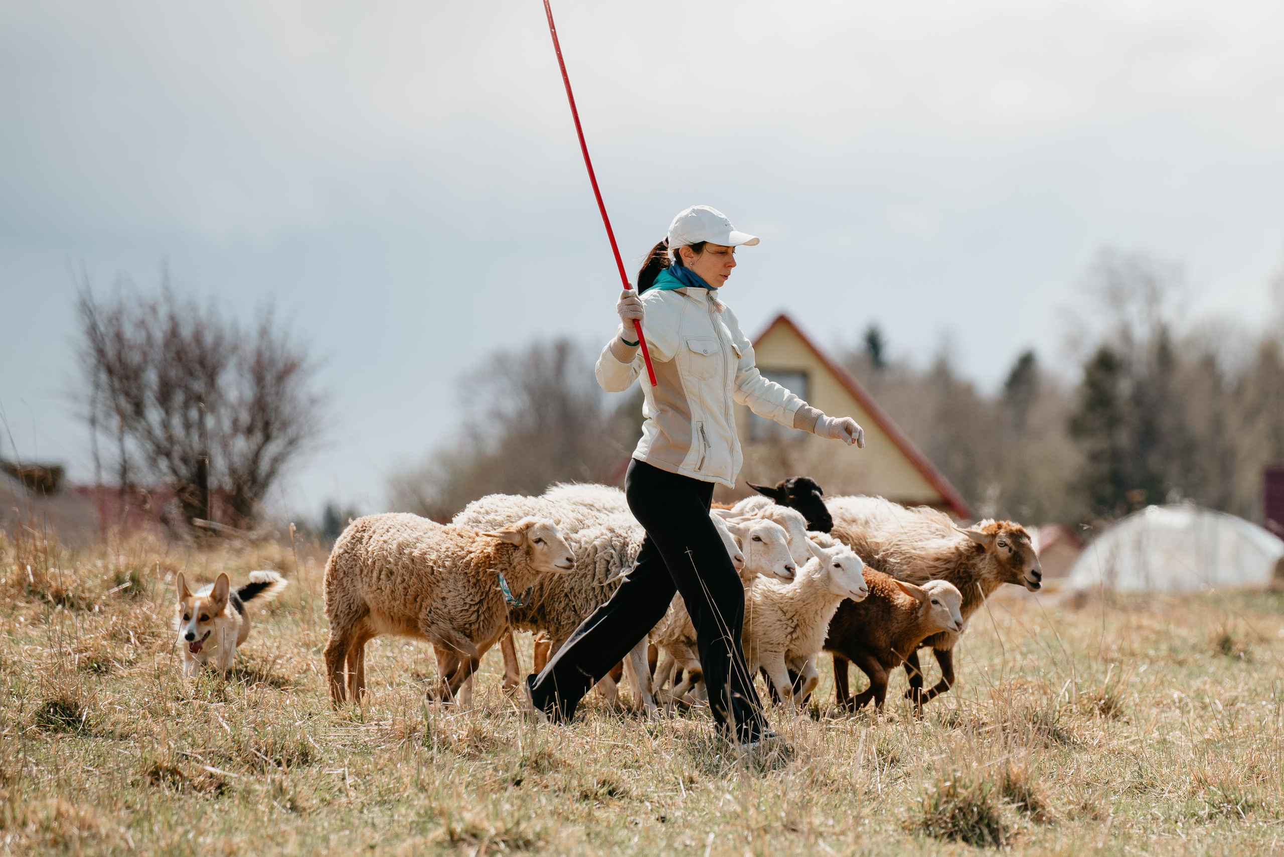 Пастушья служба. Фотограф анималист Осипчикова Мария