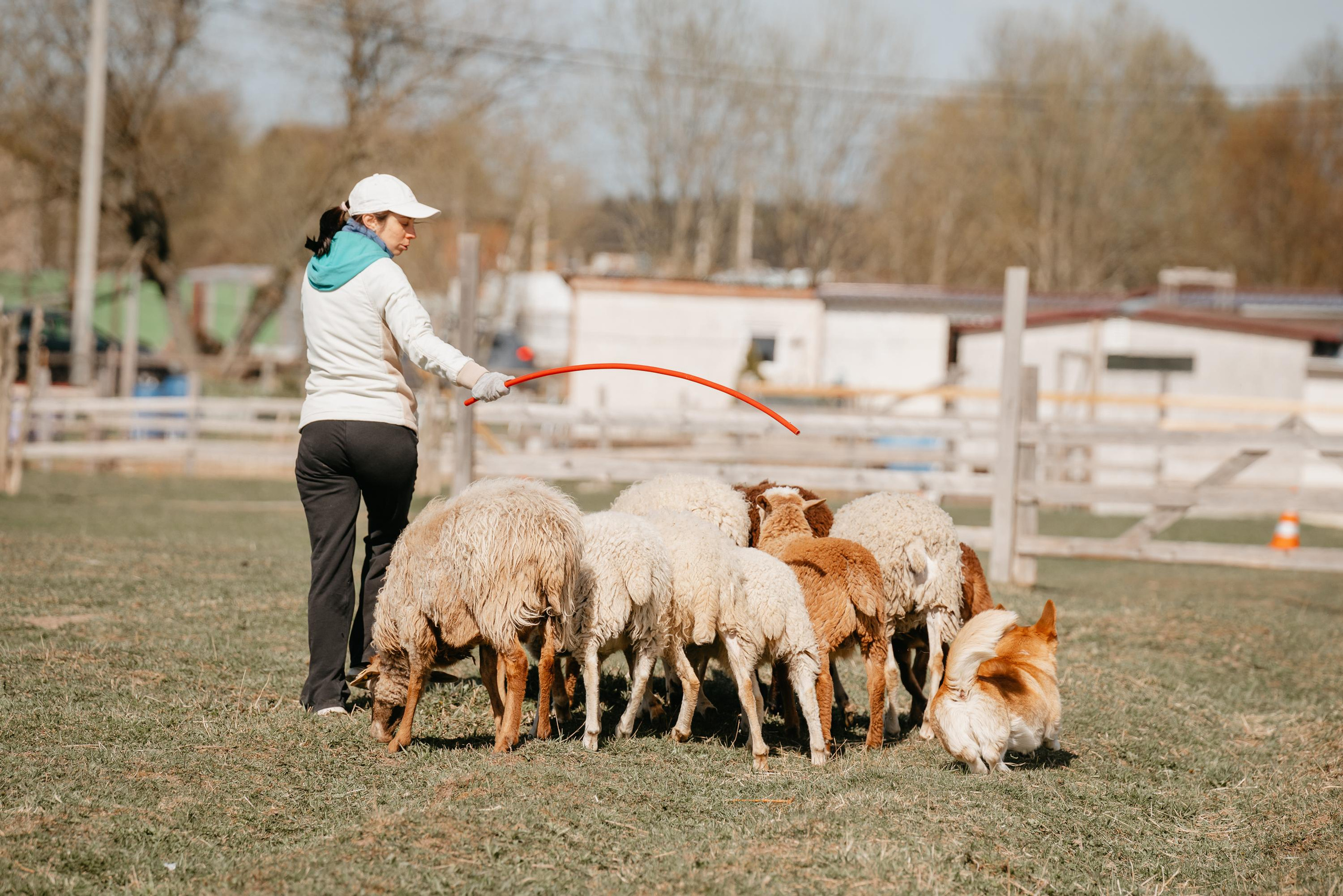 Пастушья служба. Фотограф анималист Осипчикова Мария