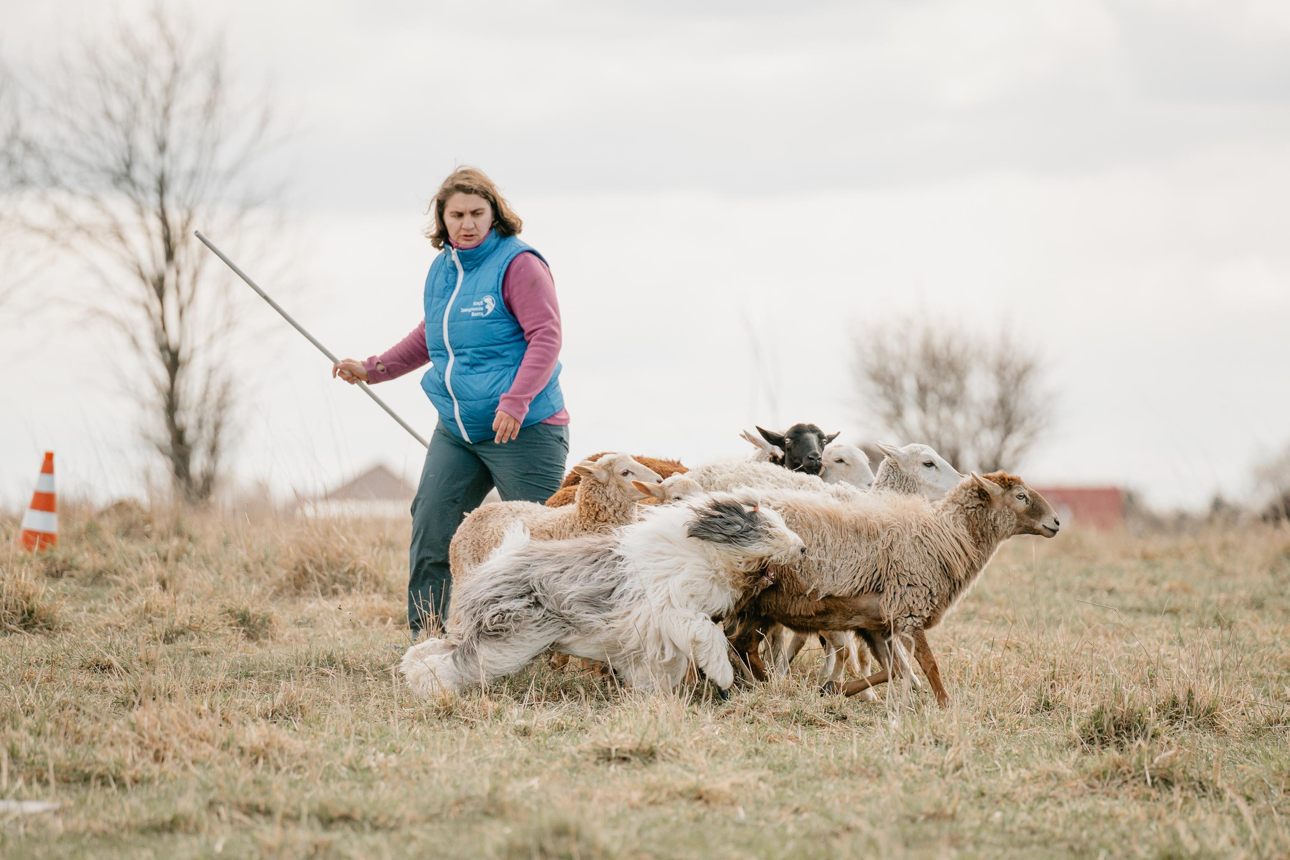 Пастушья служба. Фотограф анималист Осипчикова Мария