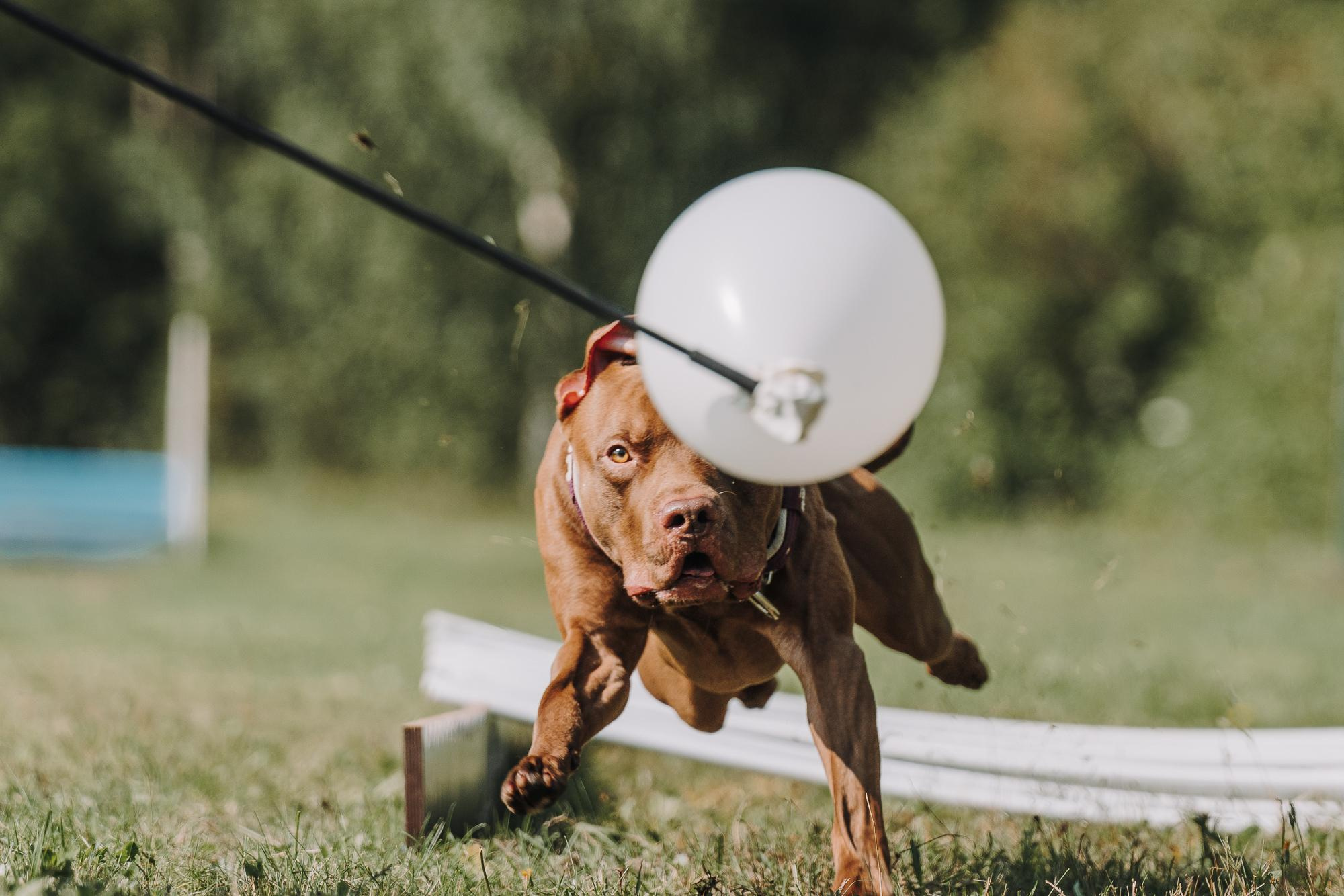 День пита и стаффа. Фотограф анималист Осипчикова Мария