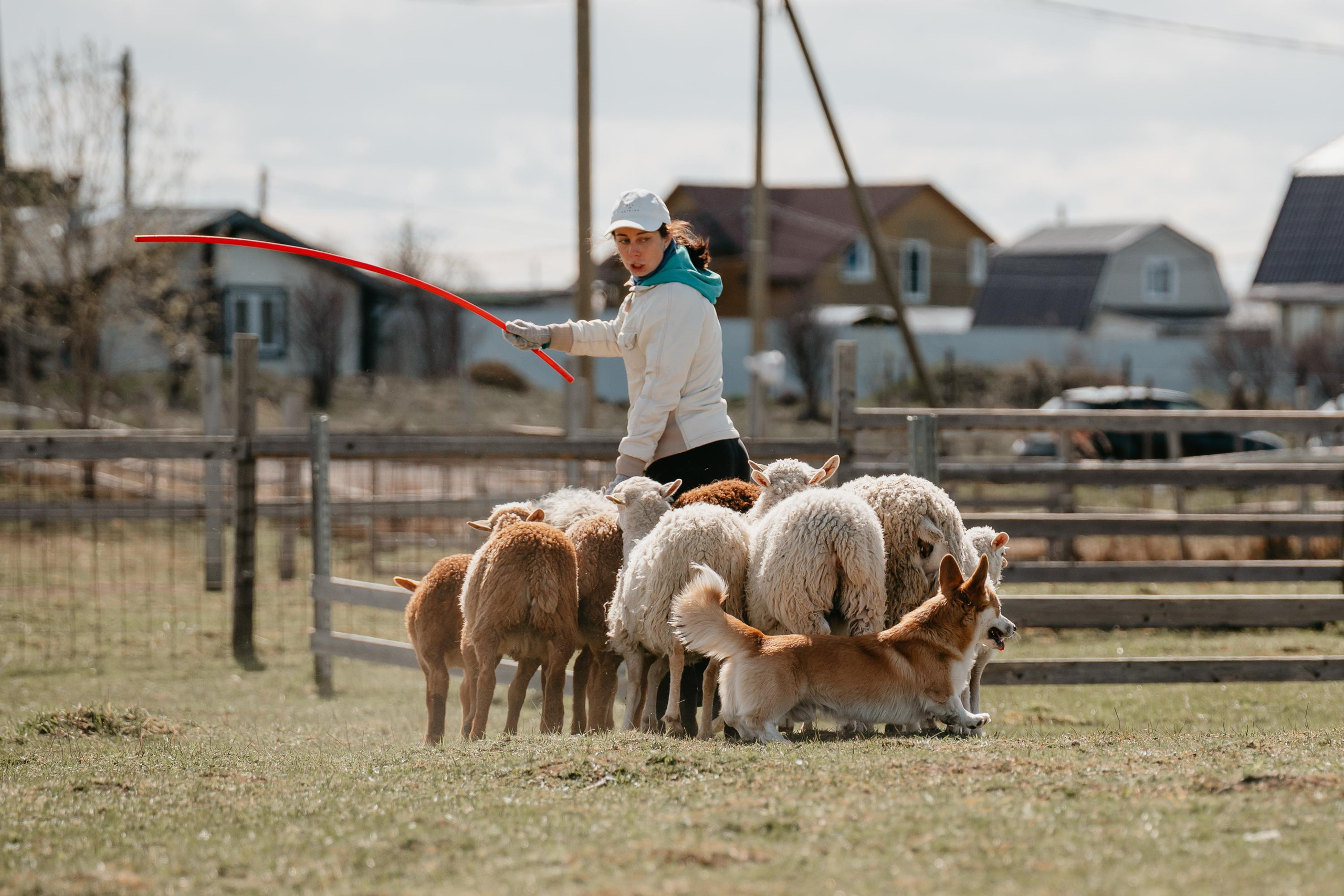 Пастушья служба. Фотограф анималист Осипчикова Мария