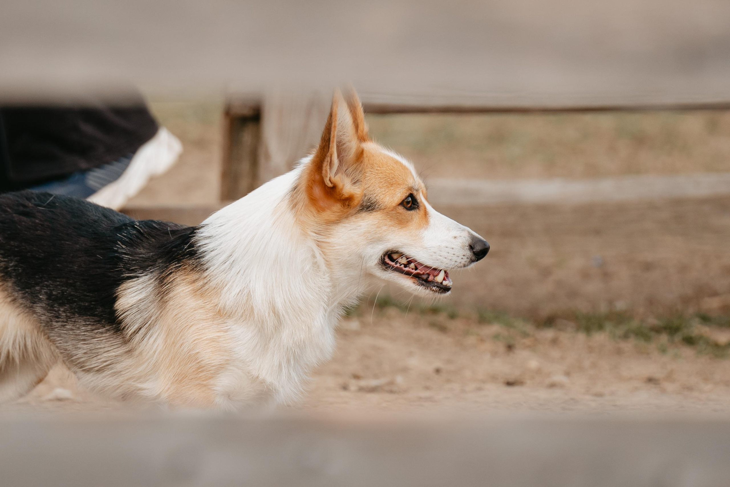 Пастушья служба. Фотограф анималист Осипчикова Мария