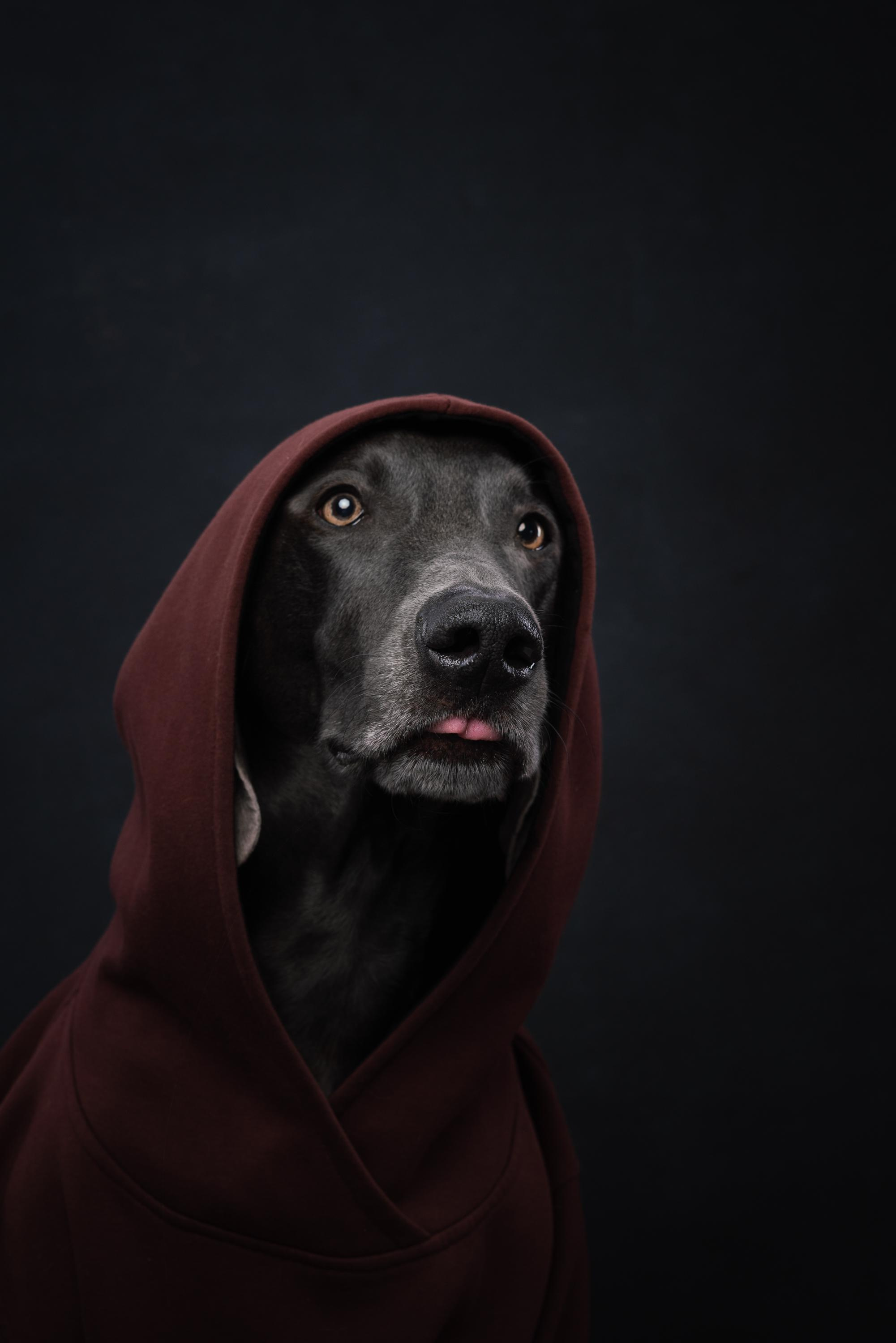 Веймаранер Рон. Фотограф анималист Осипчикова Мария