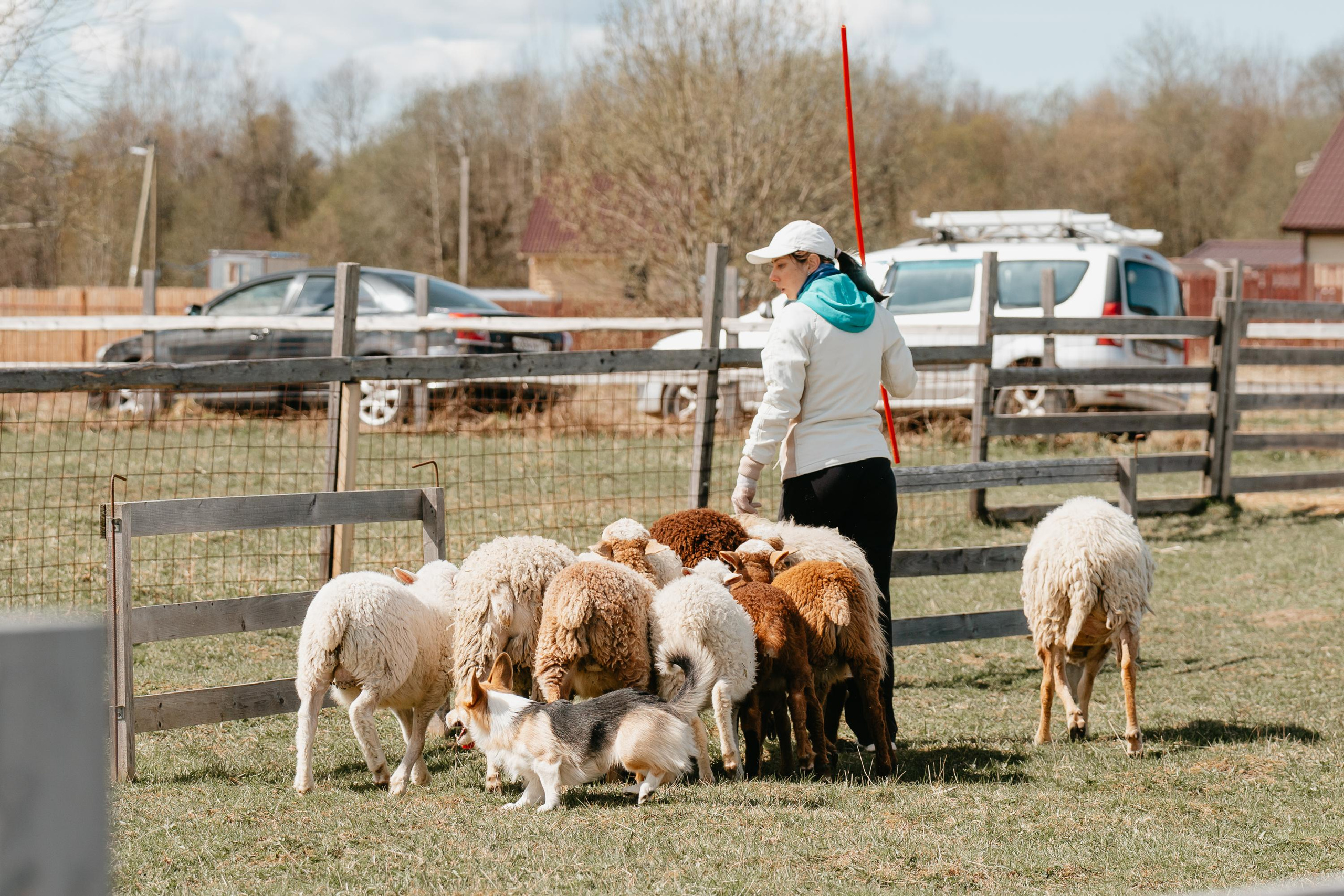 Пастушья служба. Фотограф анималист Осипчикова Мария
