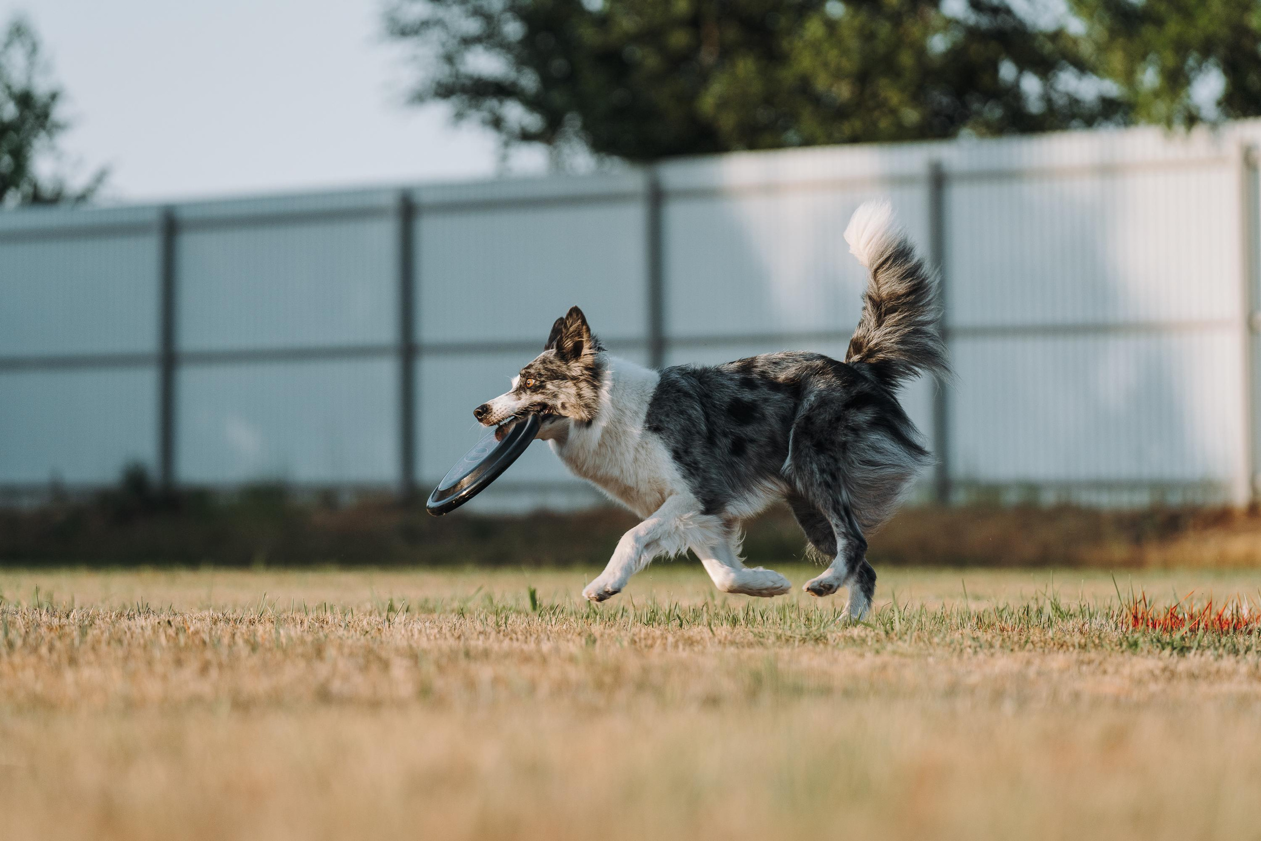 Фрисби игры UpDog. Фотограф анималист Осипчикова Мария
