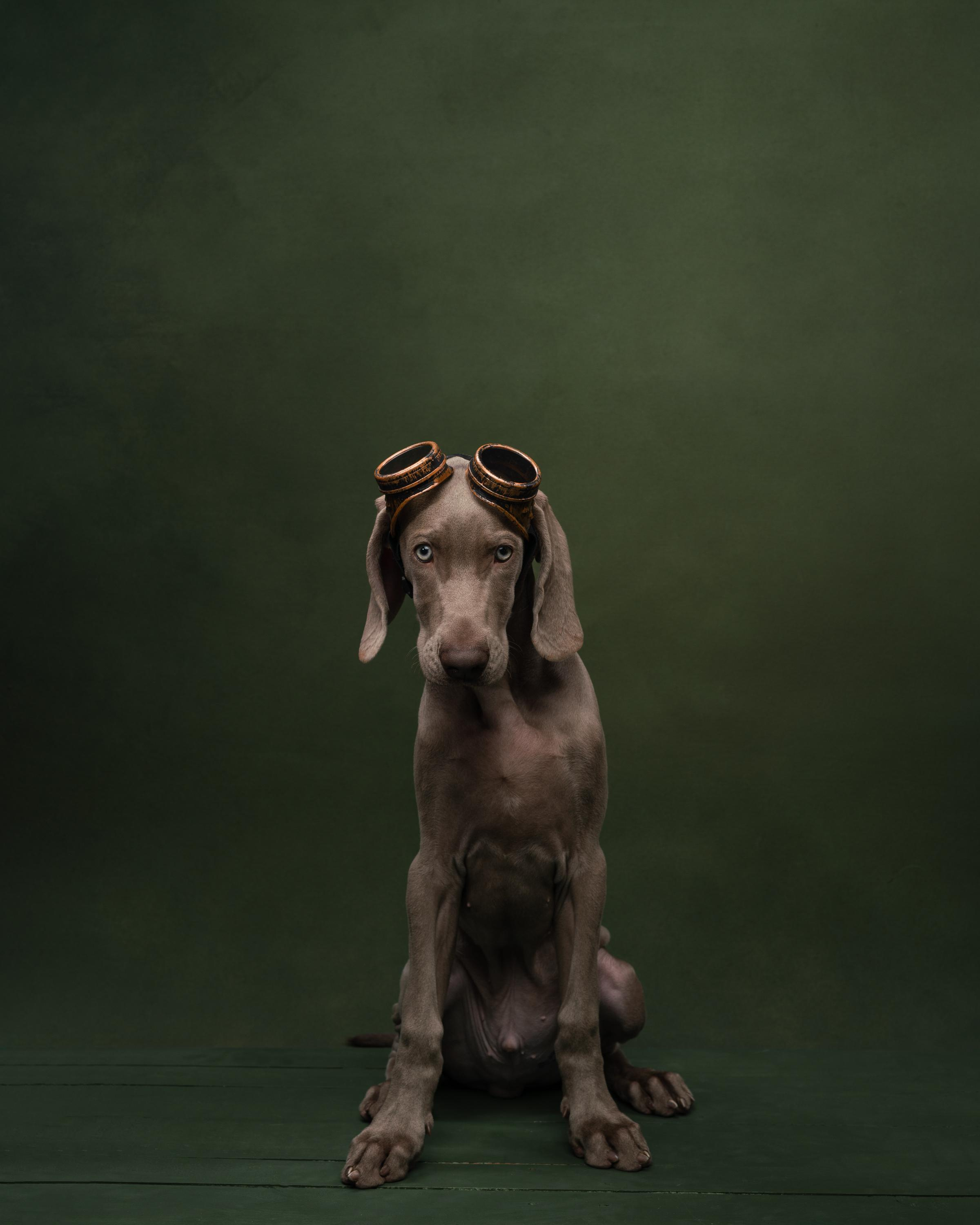 Веймаранер Эспен. Фотограф анималист Осипчикова Мария