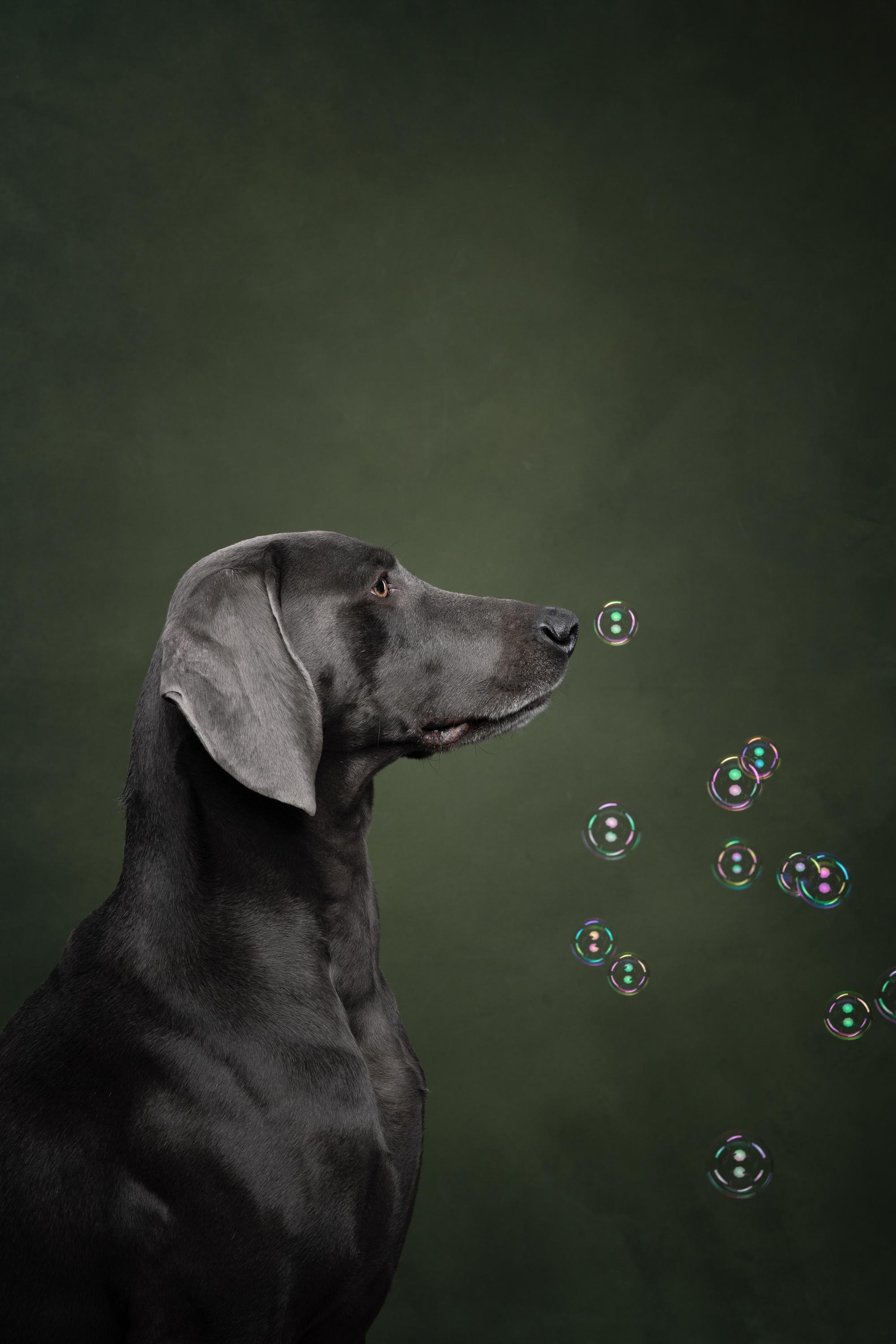 Веймаранер Рон. Фотограф анималист Осипчикова Мария