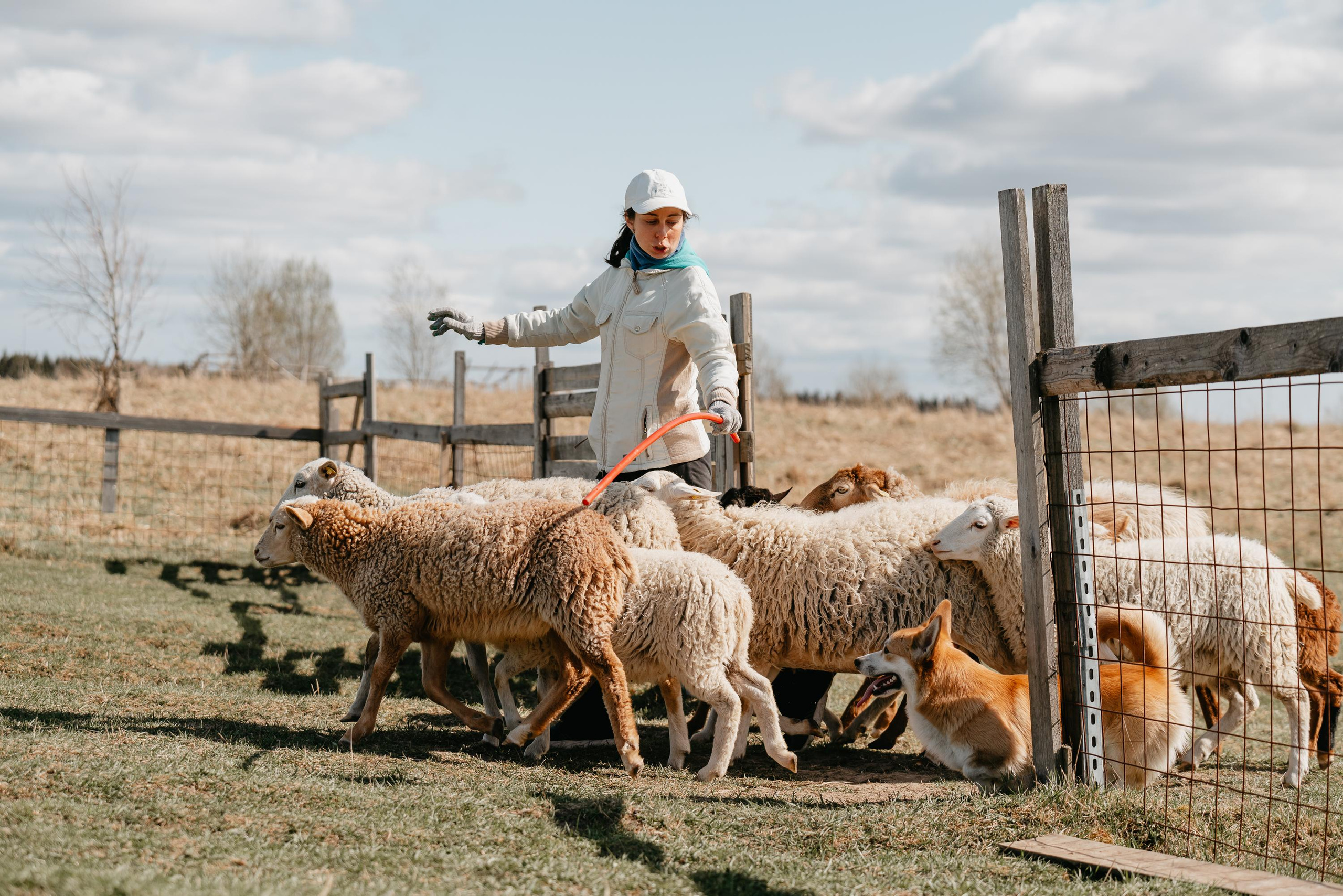 Пастушья служба. Фотограф анималист Осипчикова Мария