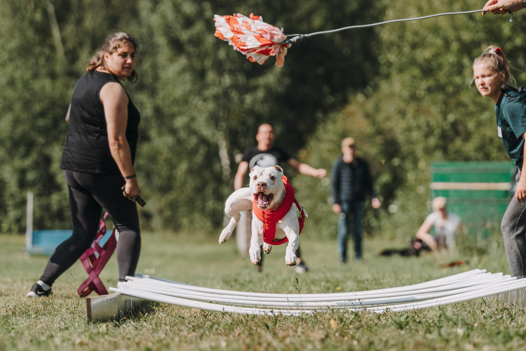 День пита и стаффа. Фотограф анималист Осипчикова Мария