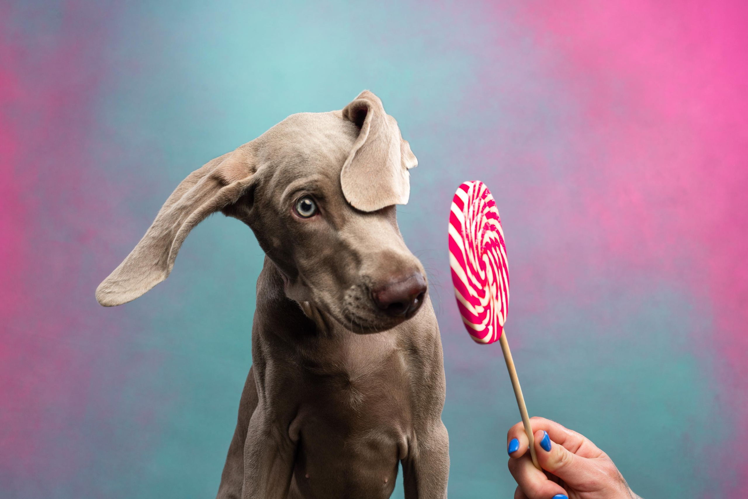 Веймаранер Эспен. Фотограф анималист Осипчикова Мария