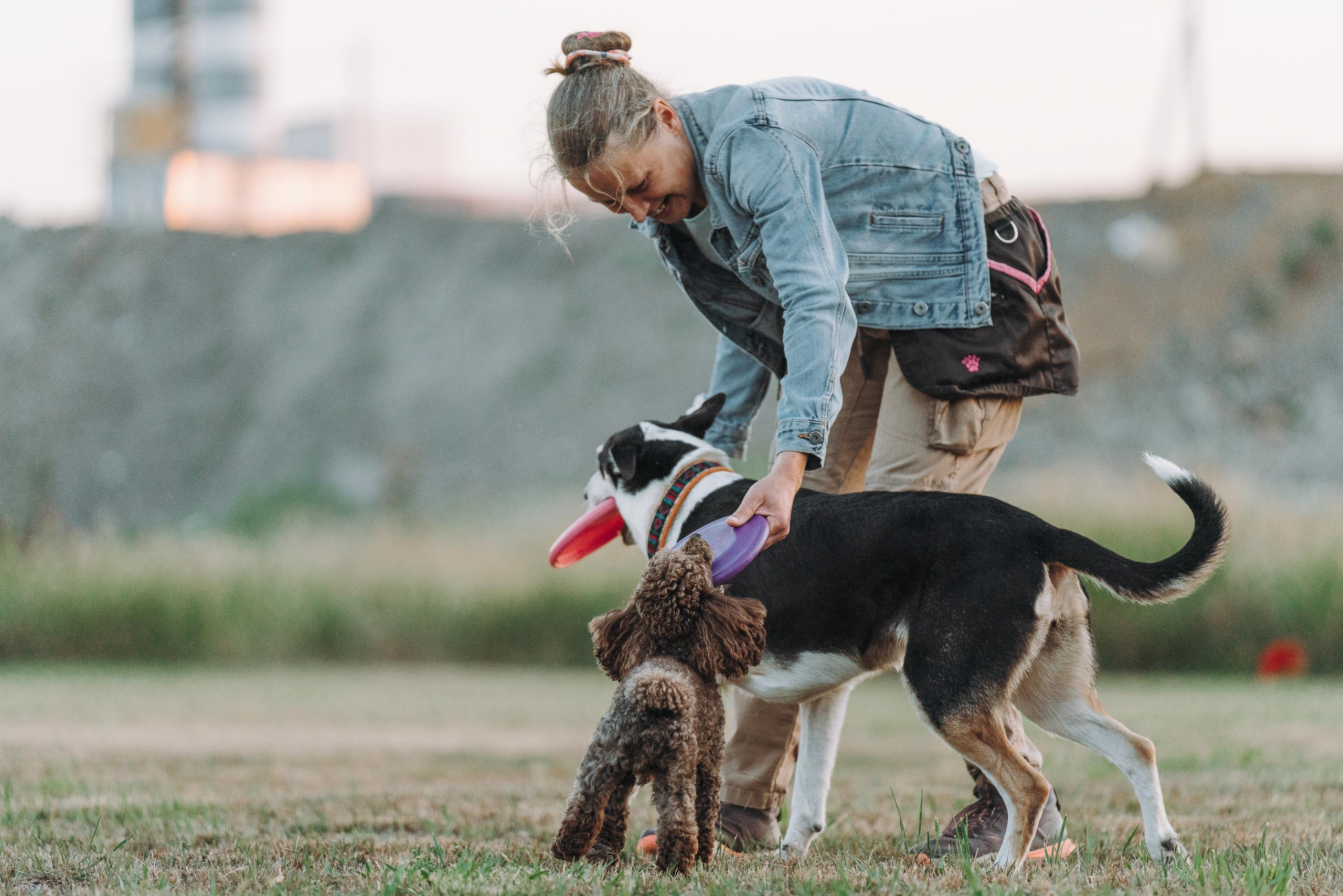 Фрисби игры UpDog. Фотограф анималист Осипчикова Мария