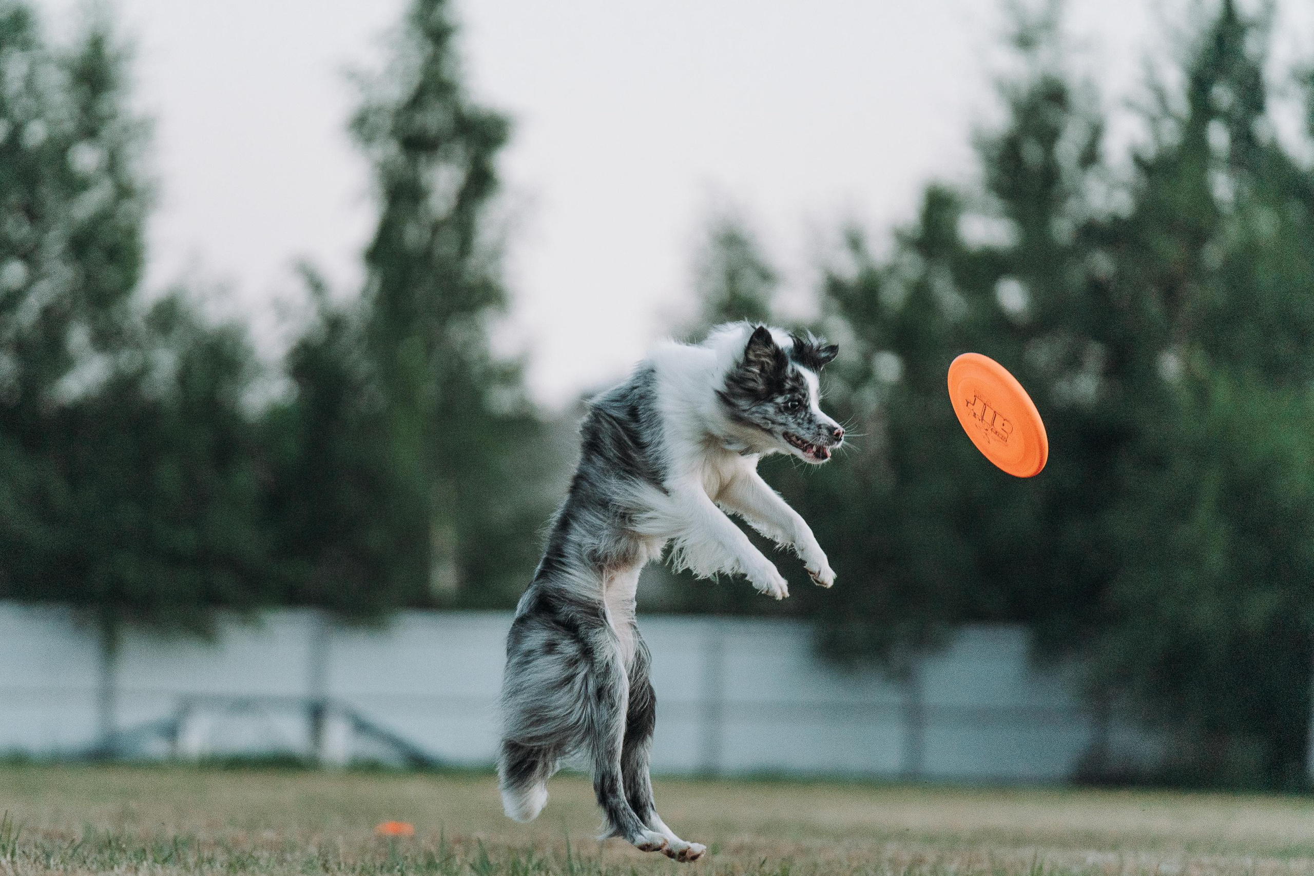 Фрисби игры UpDog. Фотограф анималист Осипчикова Мария