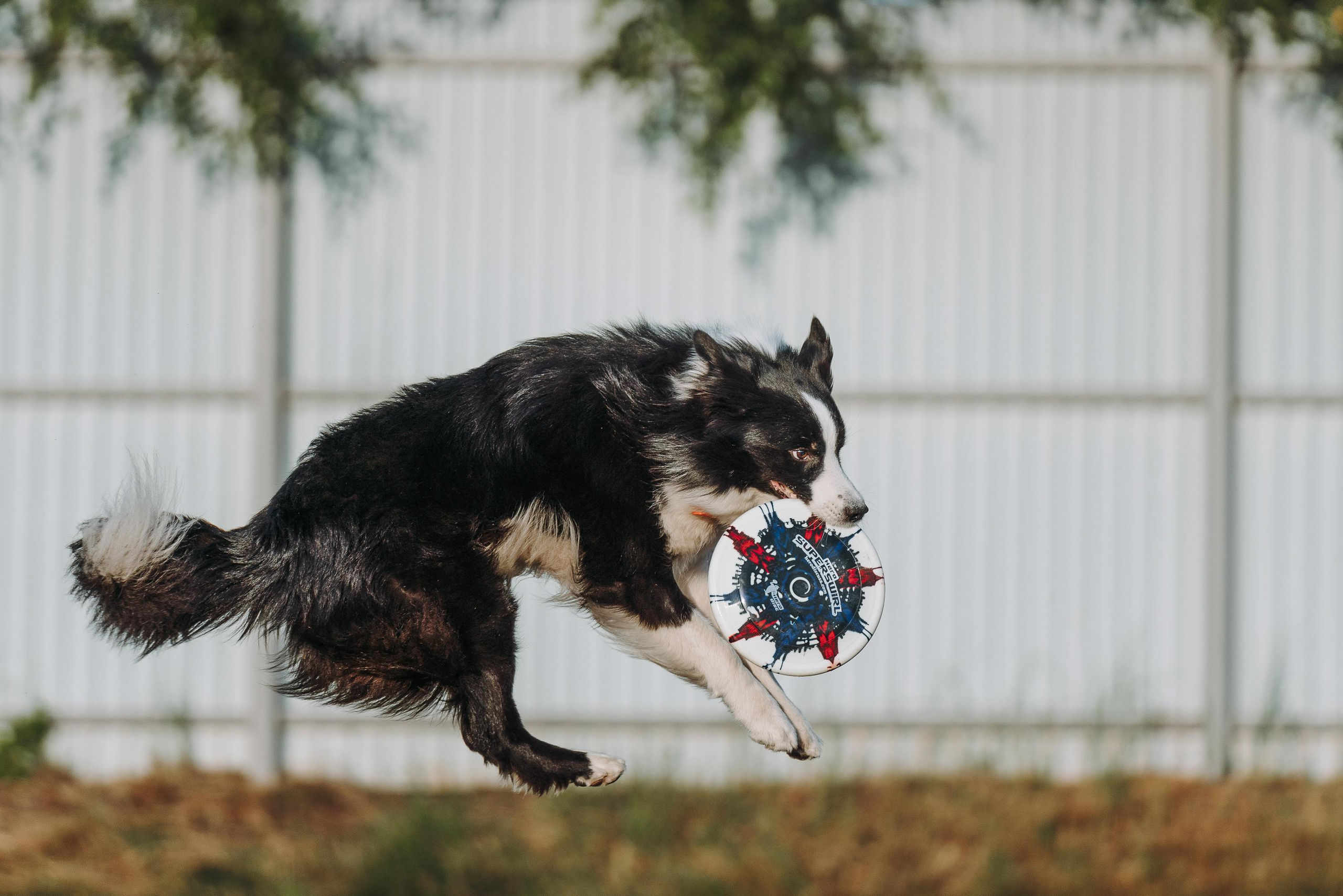 Фрисби игры UpDog. Фотограф анималист Осипчикова Мария