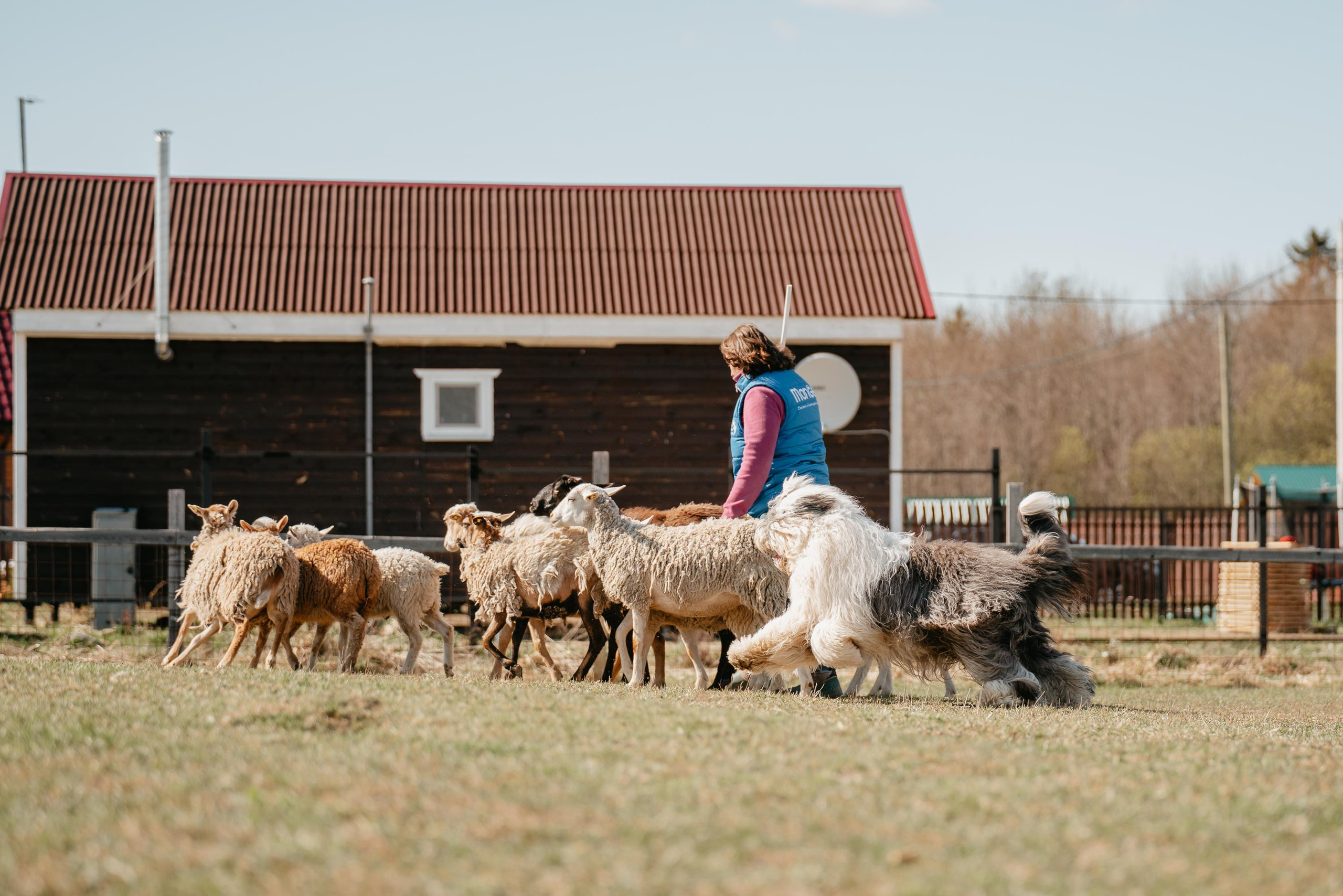 Пастушья служба. Фотограф анималист Осипчикова Мария