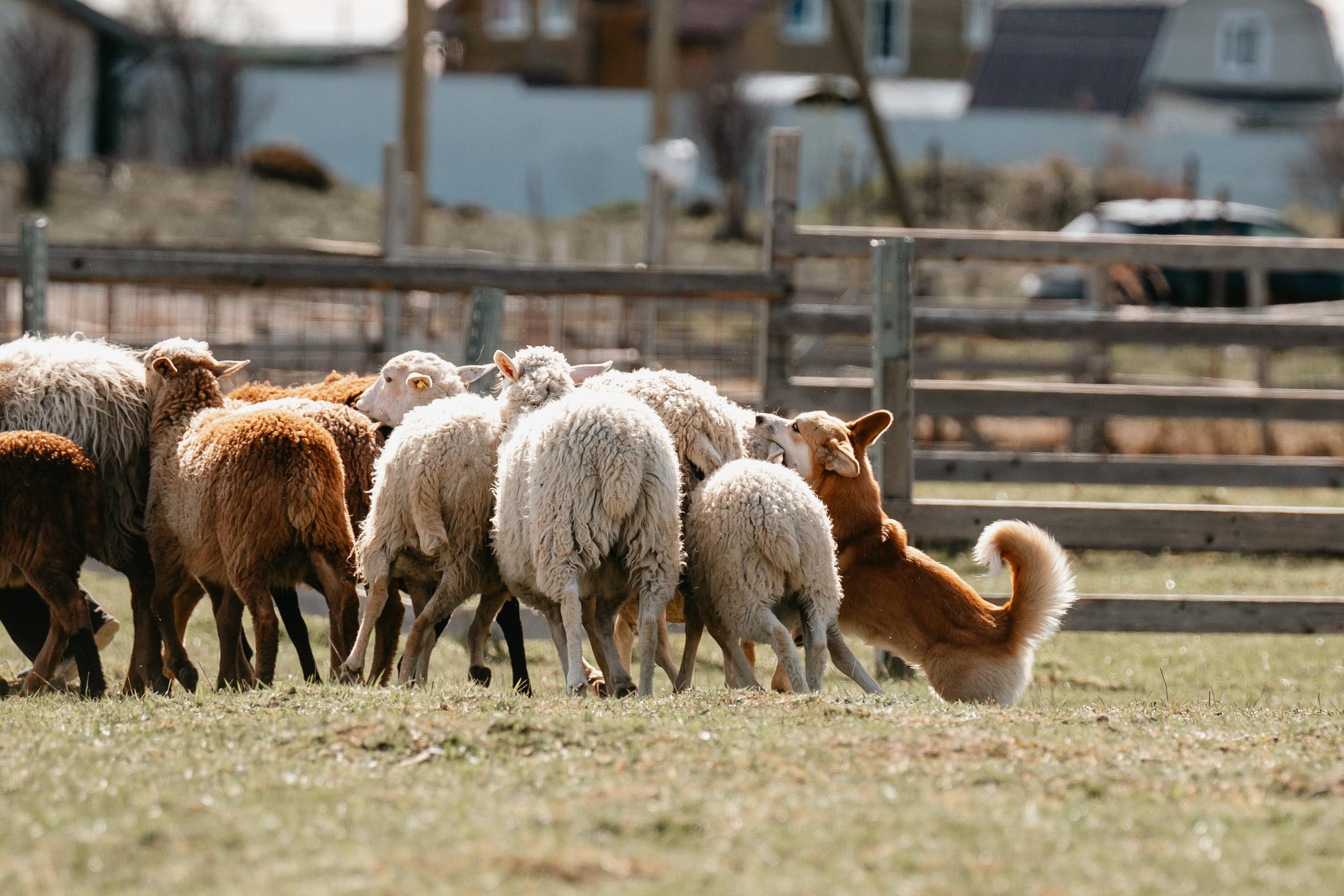 Пастушья служба. Фотограф анималист Осипчикова Мария