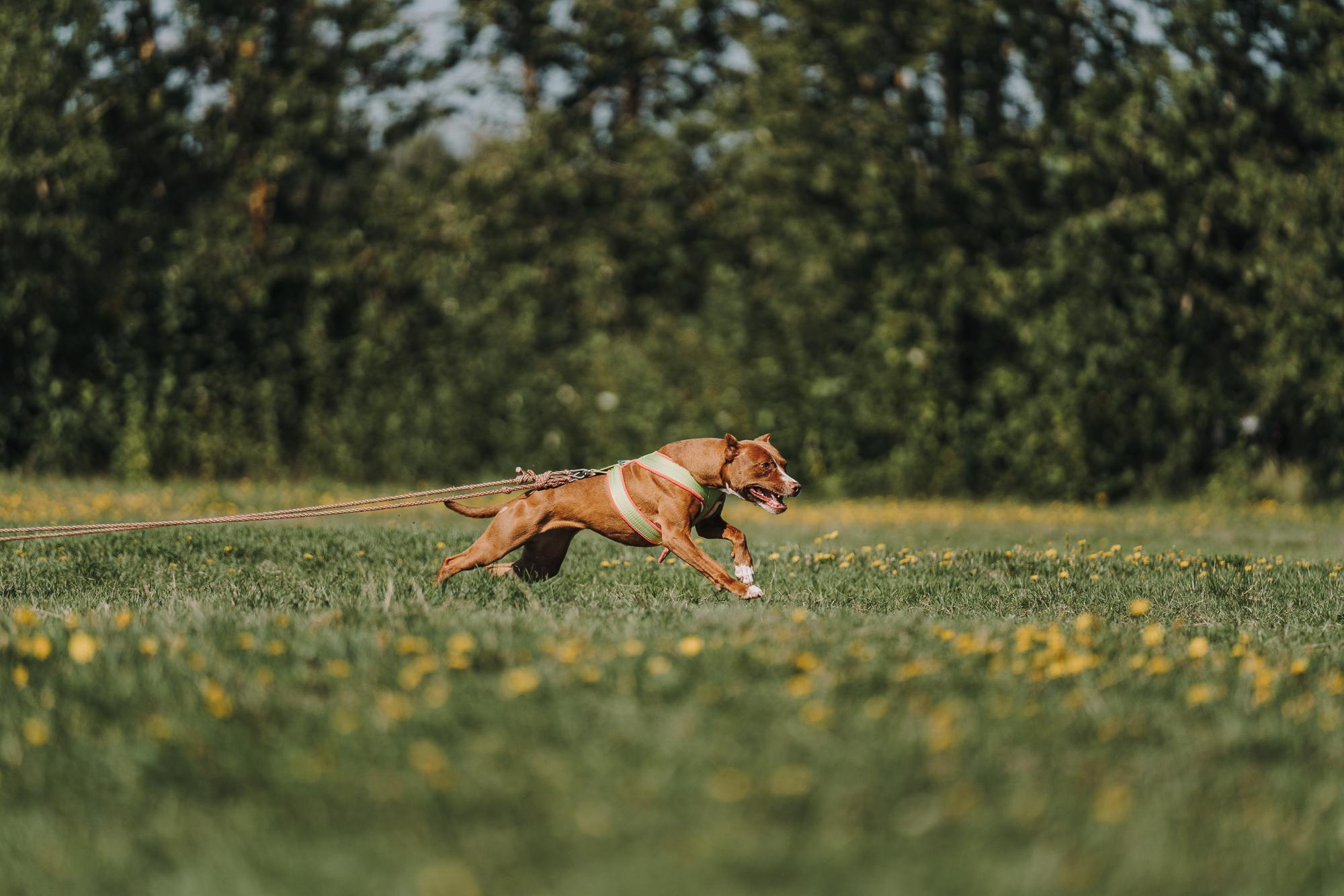 День пита и стаффа. Фотограф анималист Осипчикова Мария