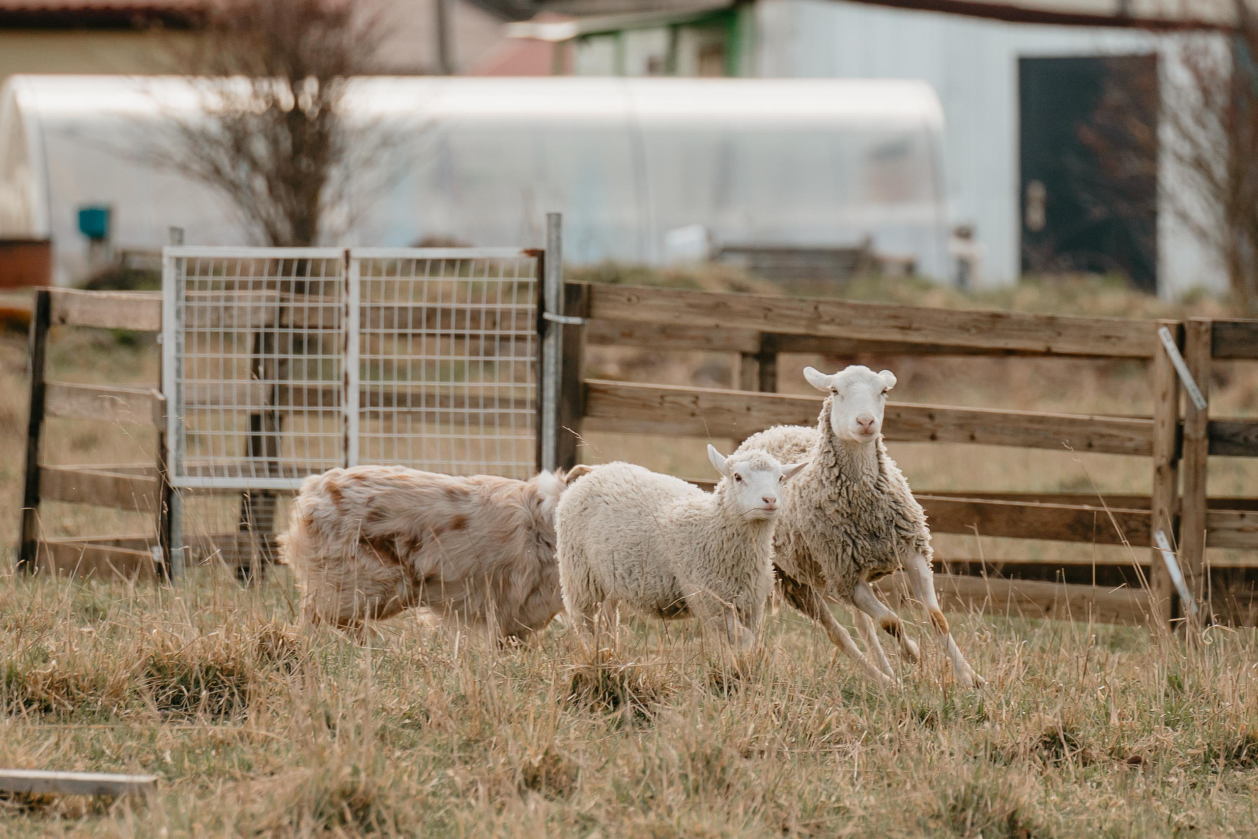 Пастушья служба. Фотограф анималист Осипчикова Мария