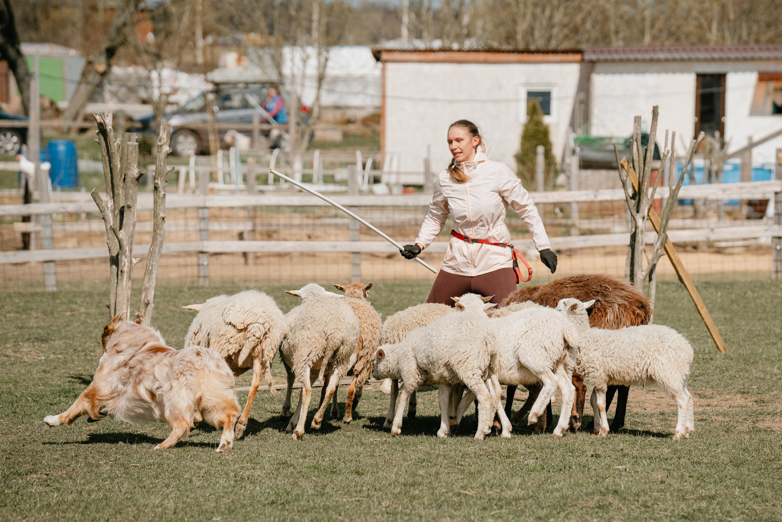 Пастушья служба. Фотограф анималист Осипчикова Мария