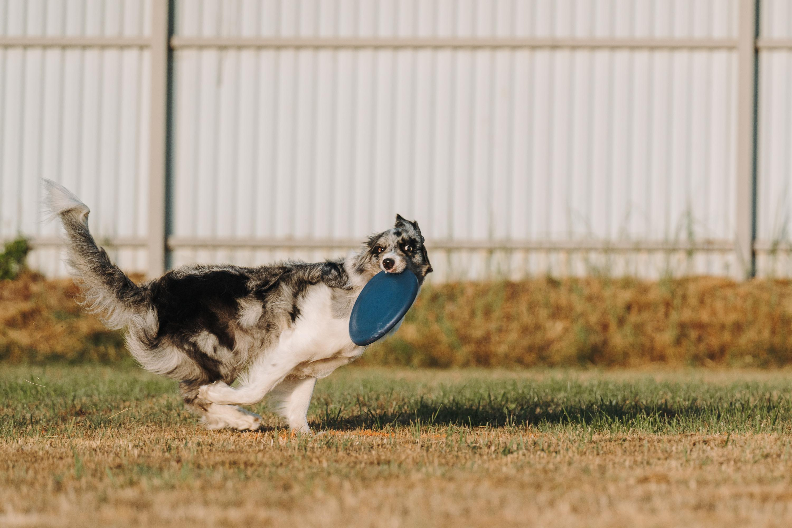 Фрисби игры UpDog. Фотограф анималист Осипчикова Мария