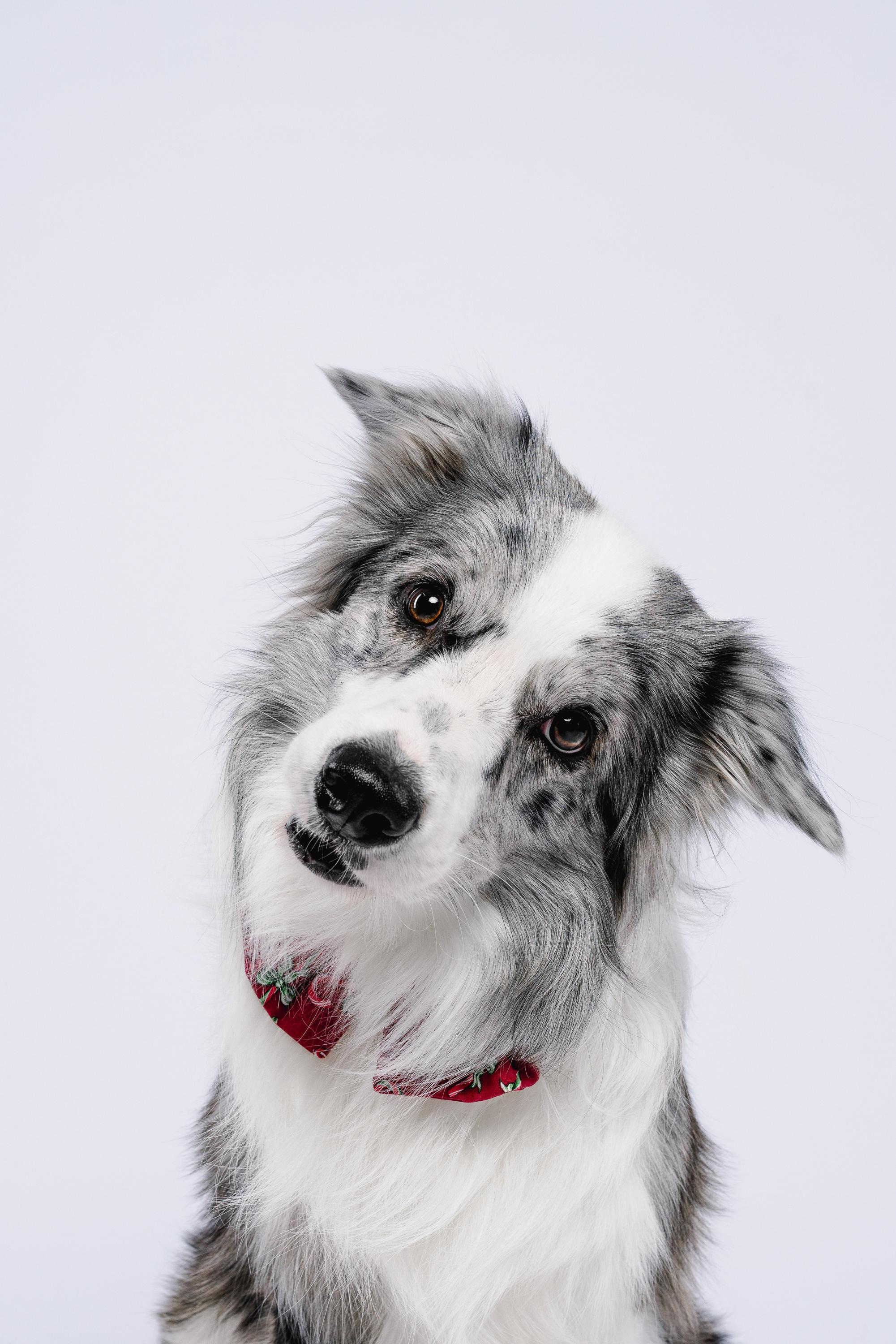 Юля и Ньютон. Фотограф анималист Осипчикова Мария