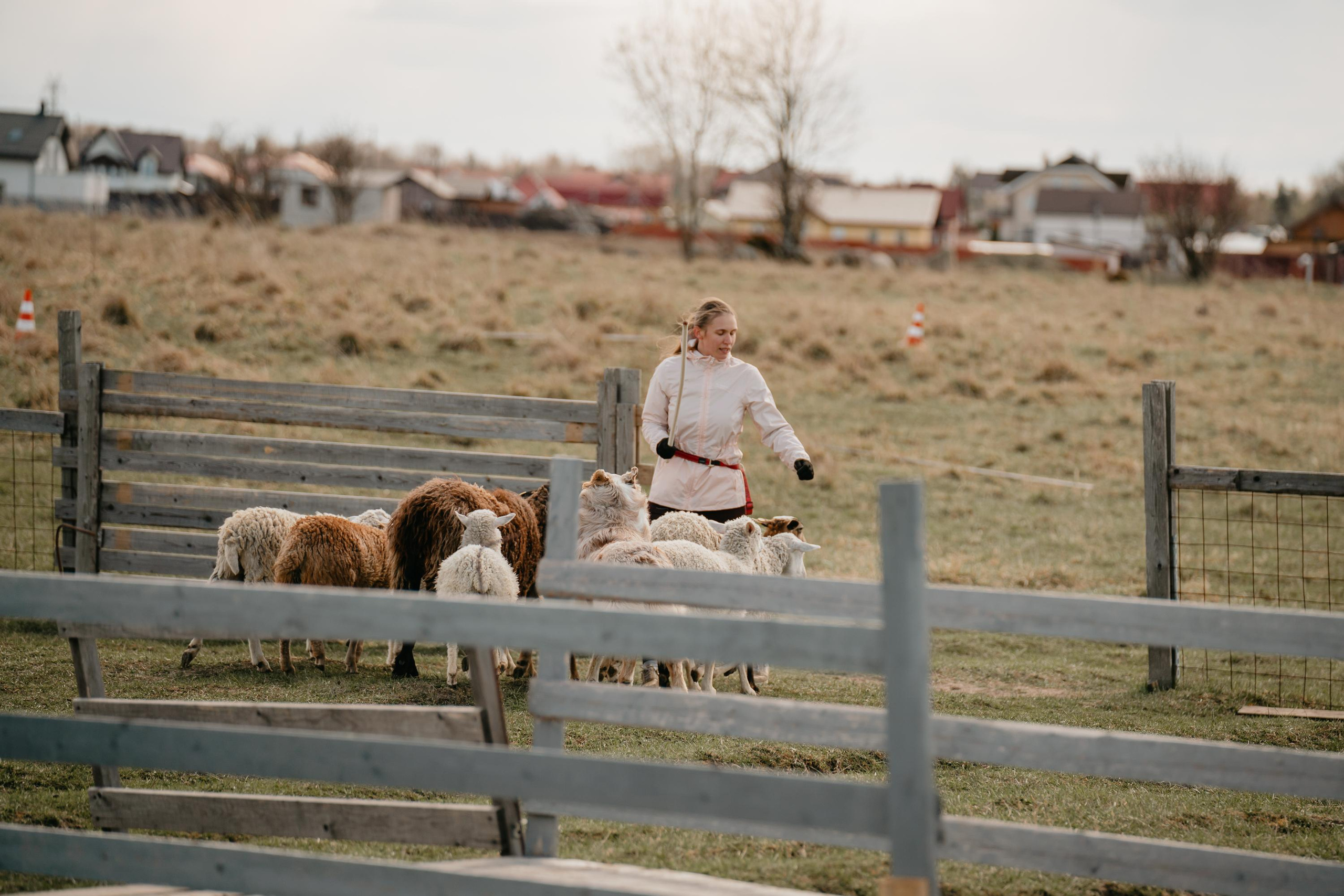 Пастушья служба. Фотограф анималист Осипчикова Мария
