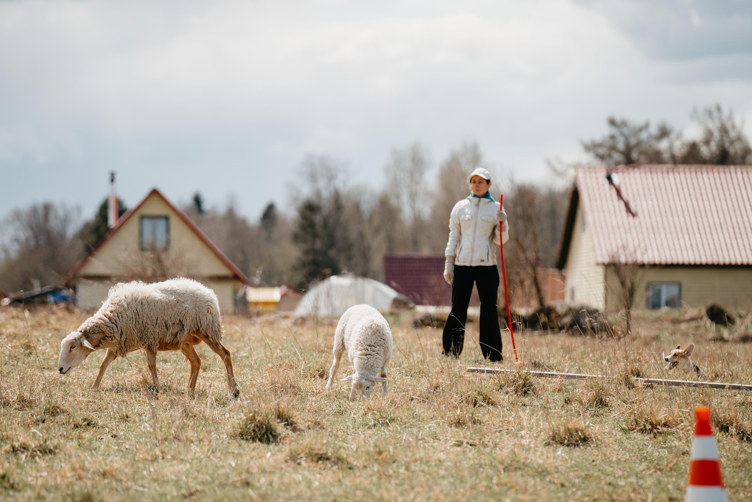 Пастушья служба. Фотограф анималист Осипчикова Мария