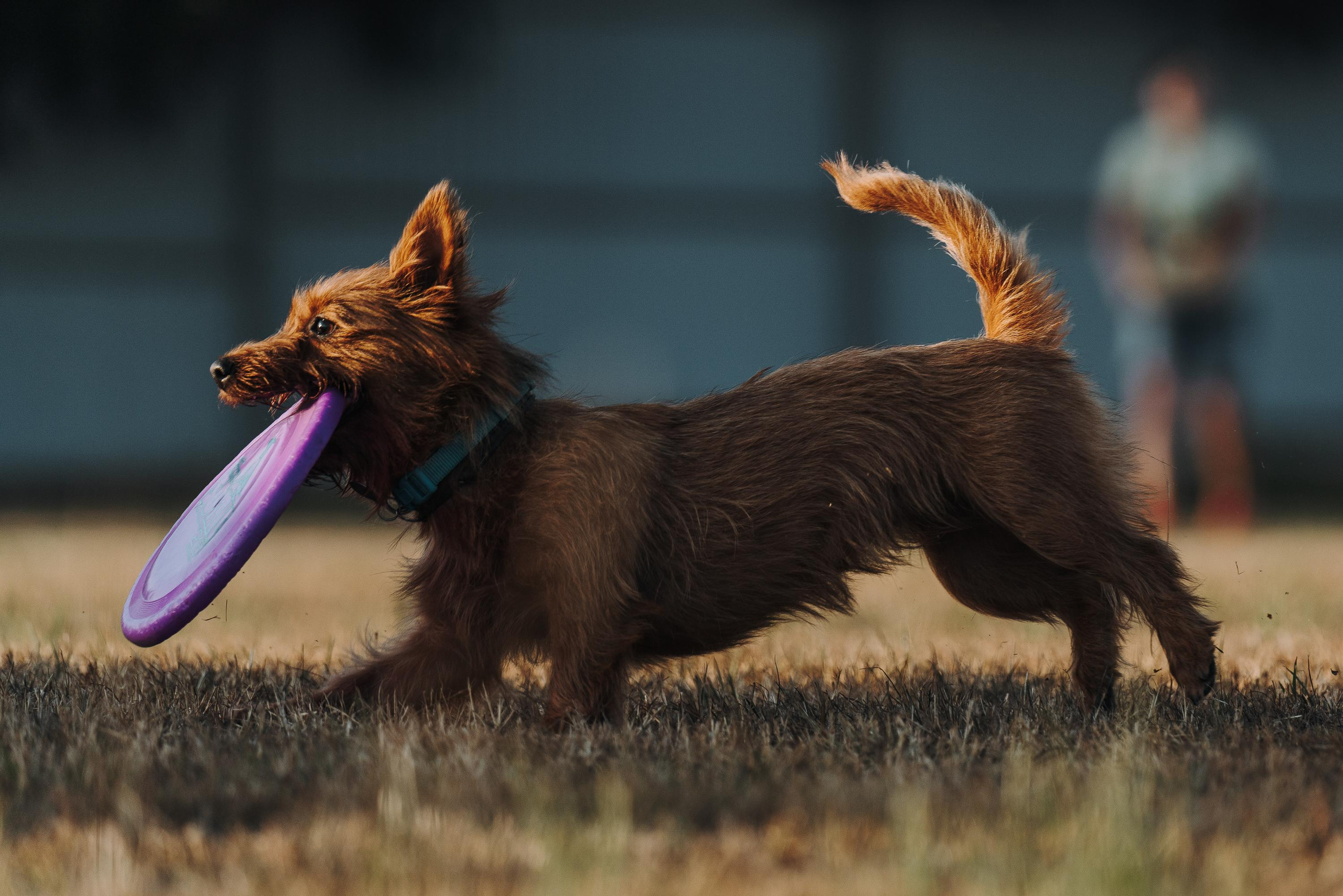 Фрисби игры UpDog. Фотограф анималист Осипчикова Мария